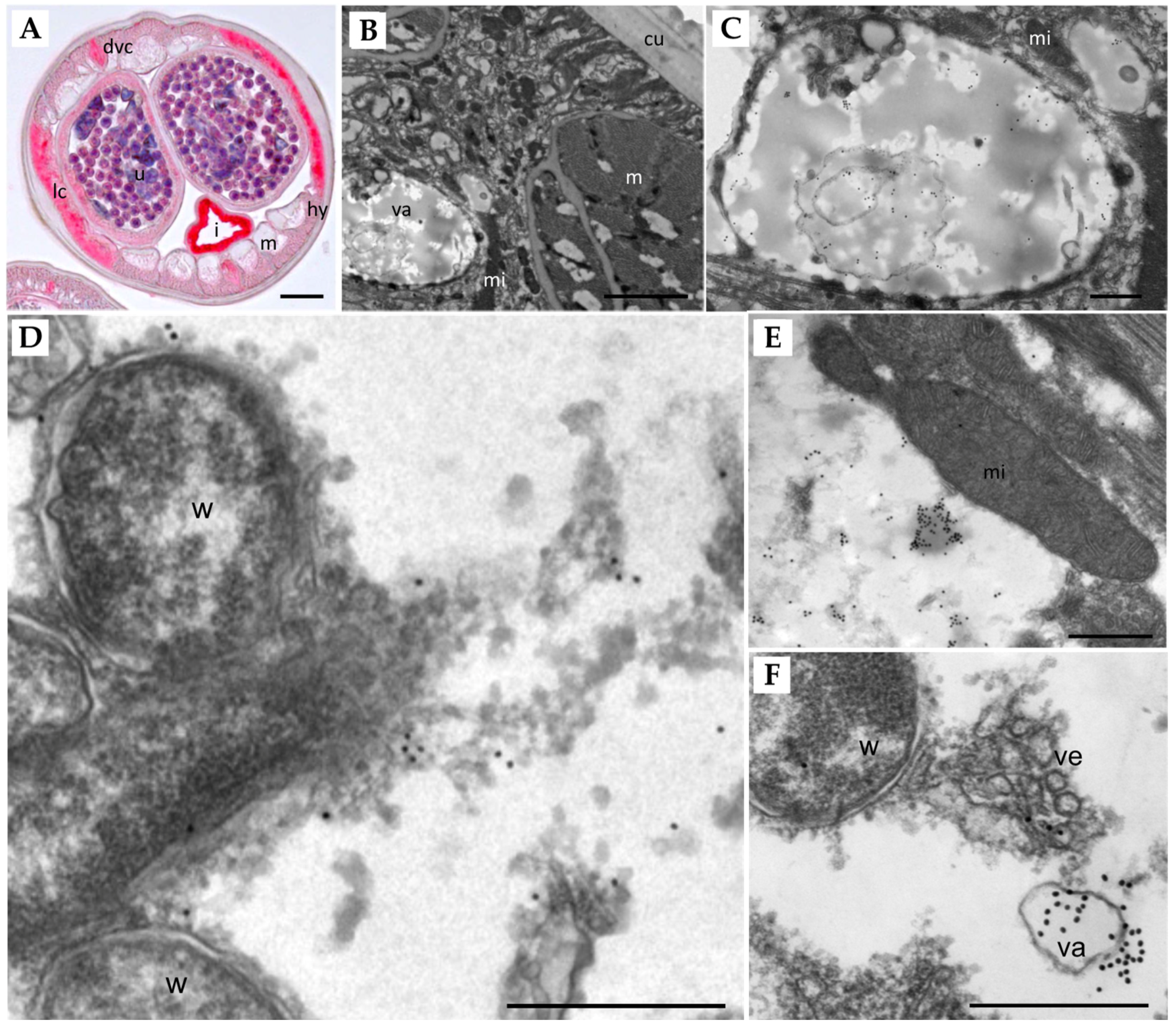 Pathogens 11 00707 g004 Pathogens 11 00707 g004