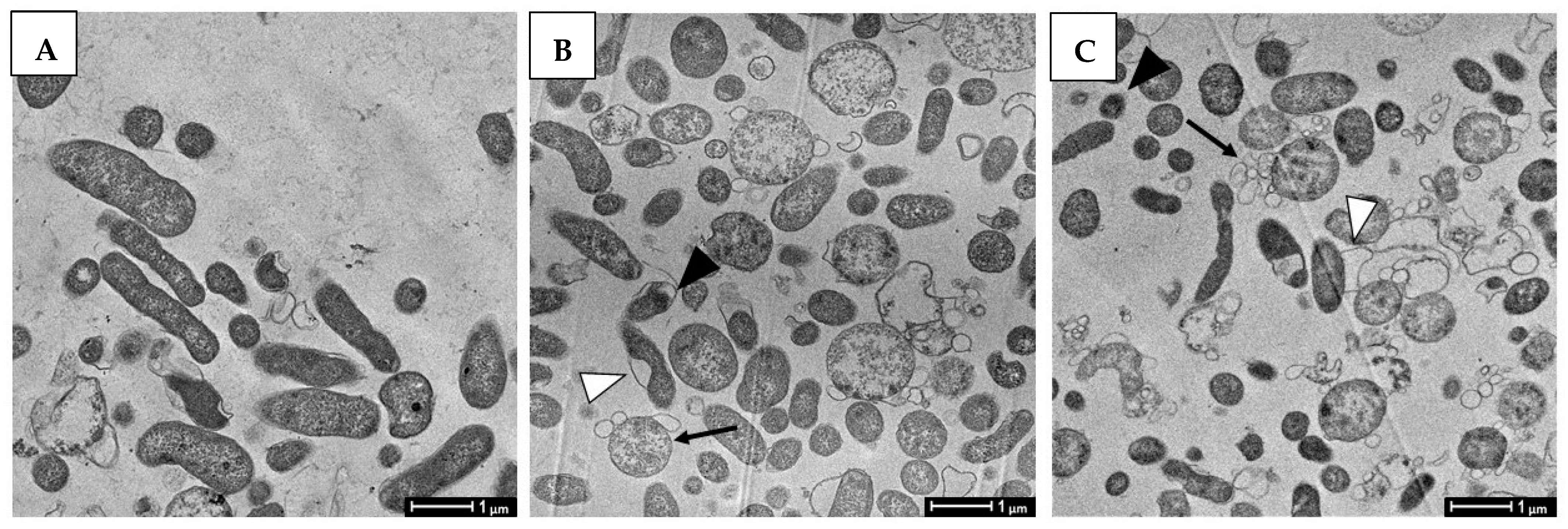 Pathogens 11 00740 g008 550