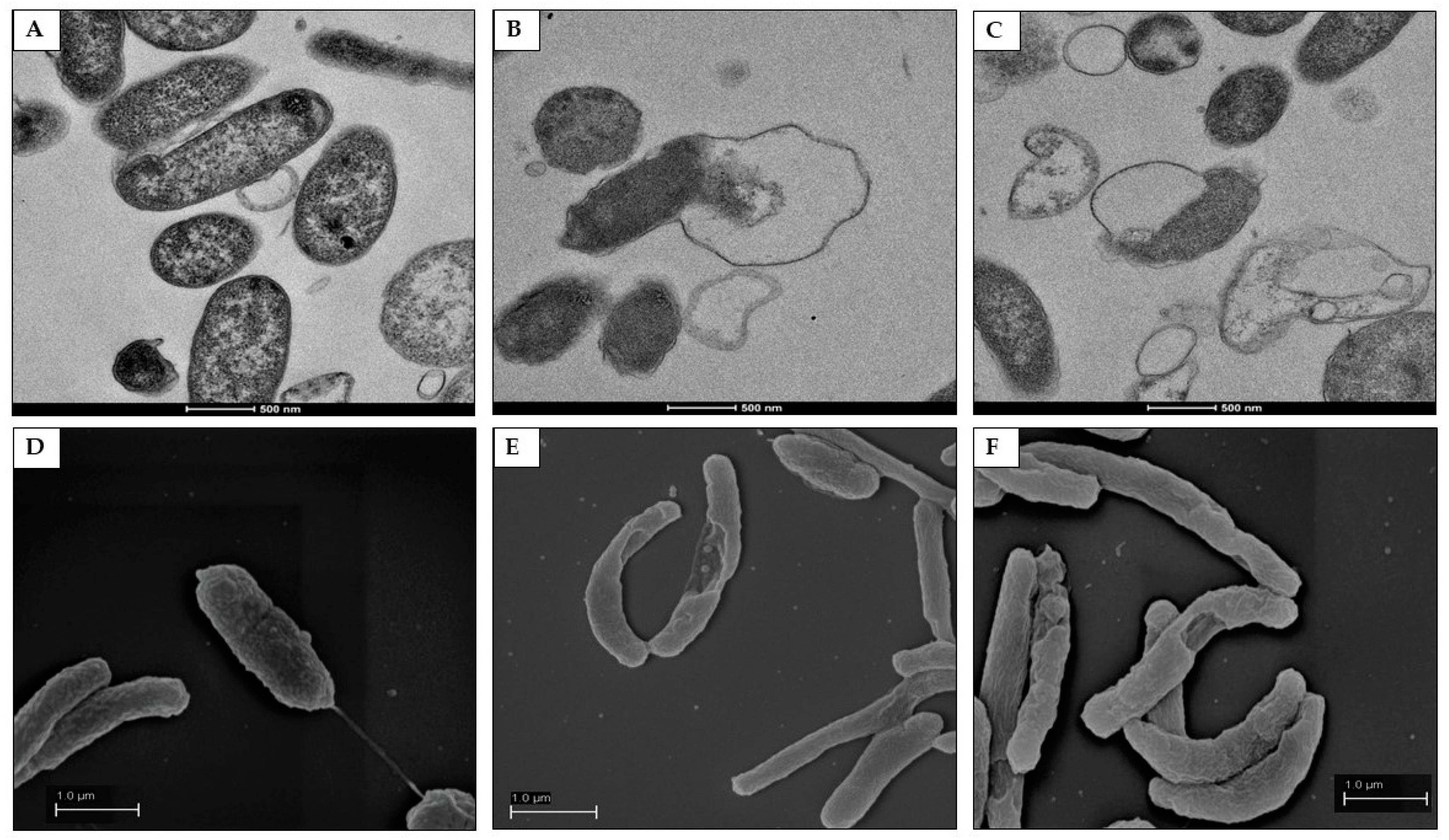 Pathogens 11 00740 g009 550