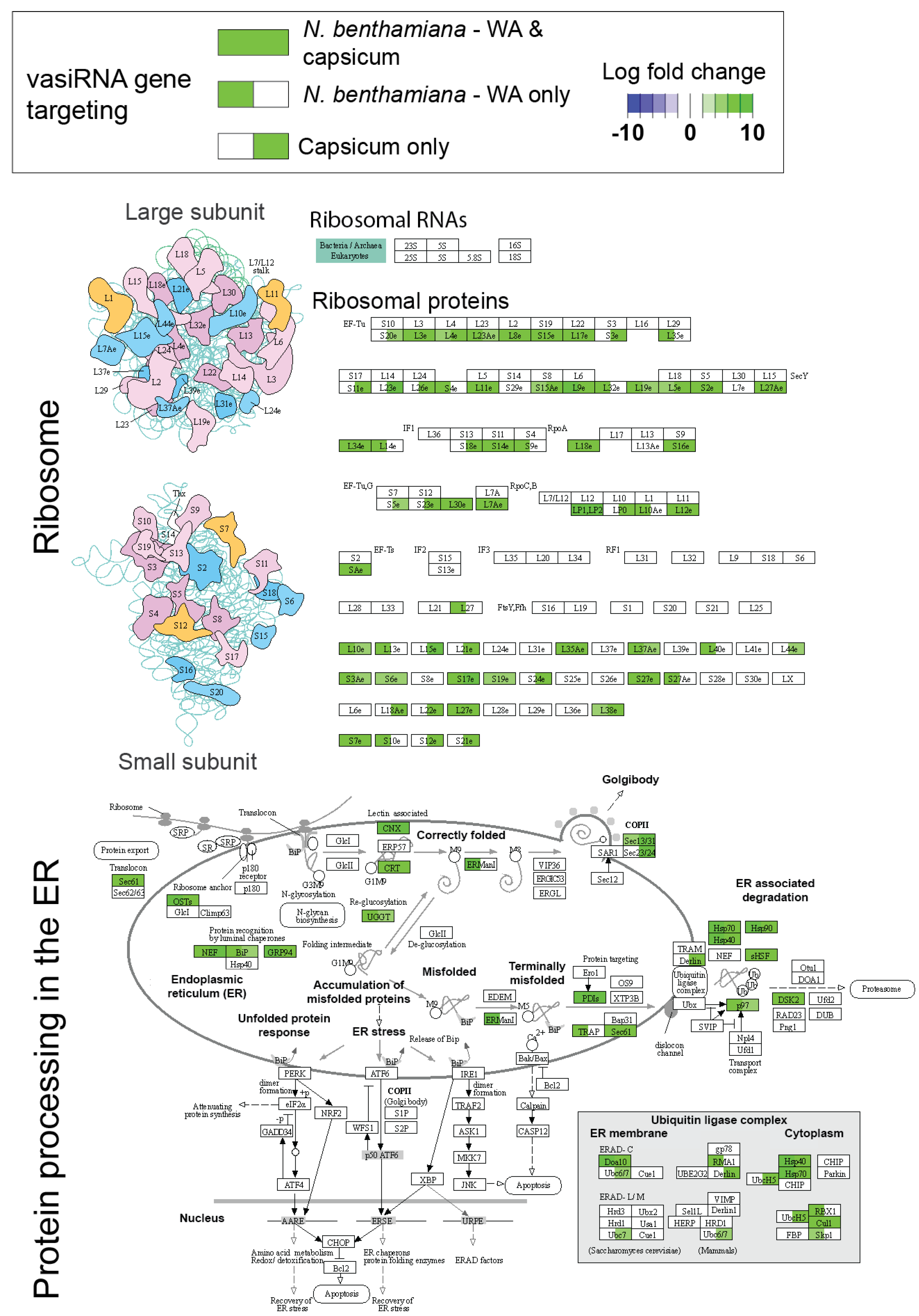 Pathogens 11 00745 g005
