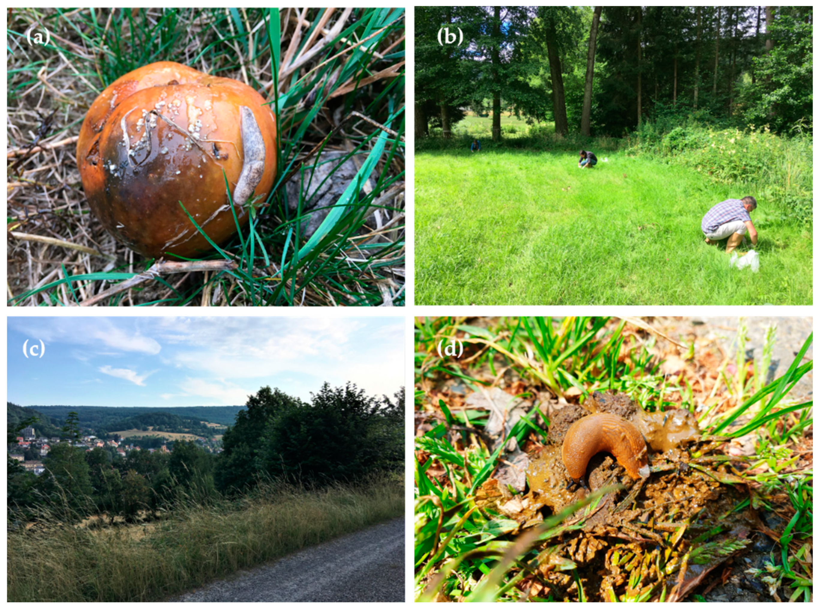 Pathogens 11 00747 g004 Pathogens 11 00747 g004