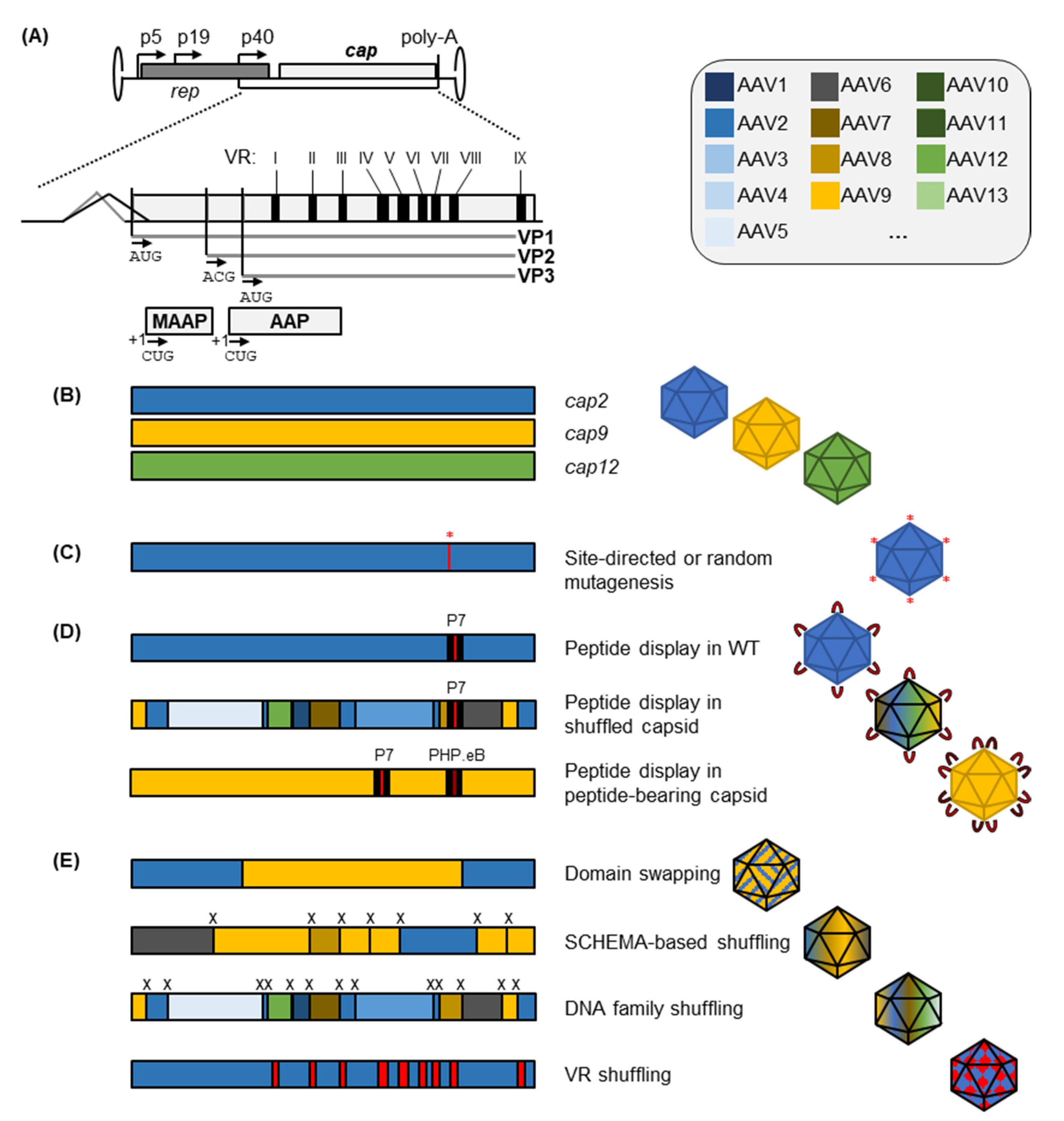 Anti-Adeno-Associated Virus Type 9 (AAV9), intact particles, 03