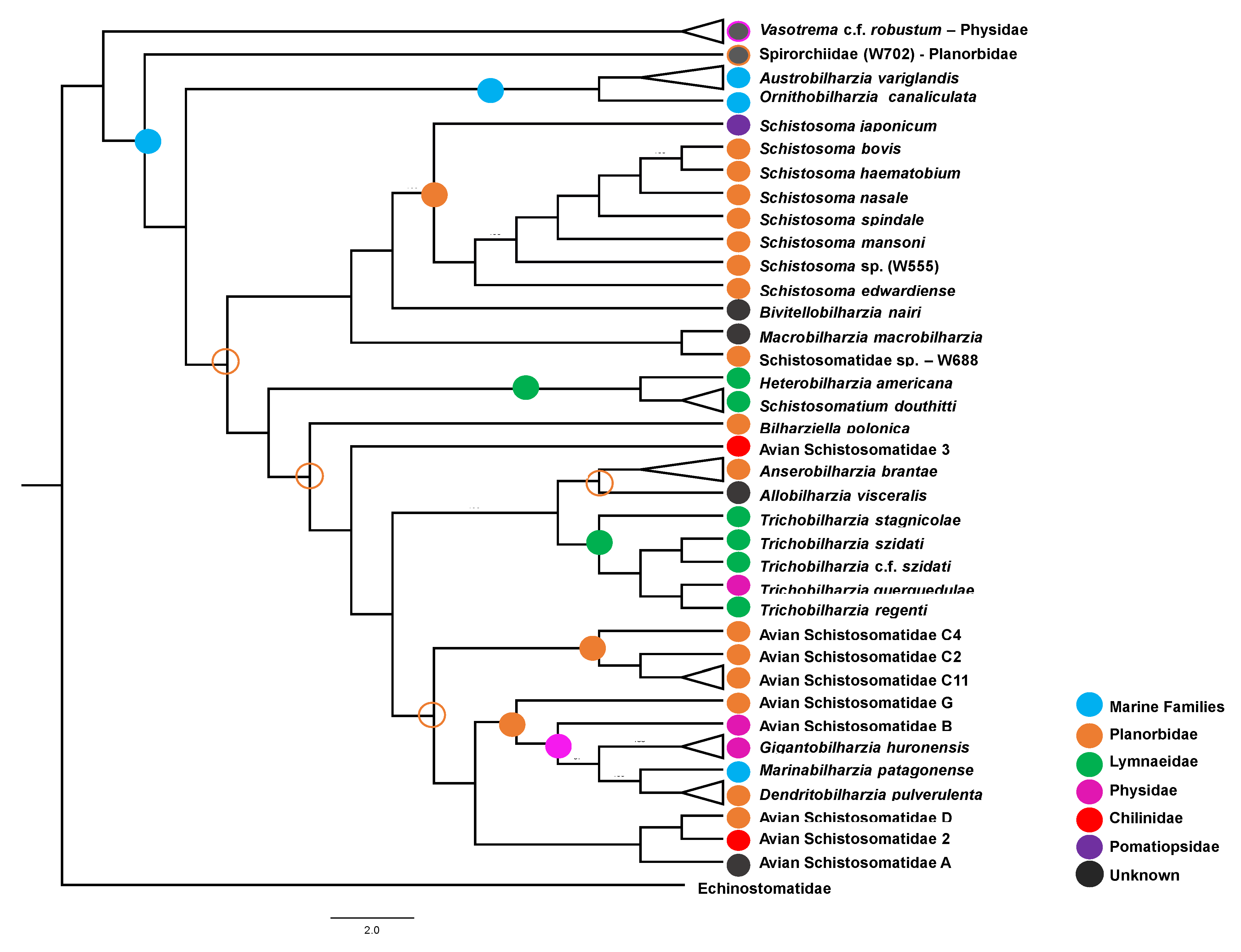 Pathogens 11 00769 g003 Pathogens 11 00769 g003