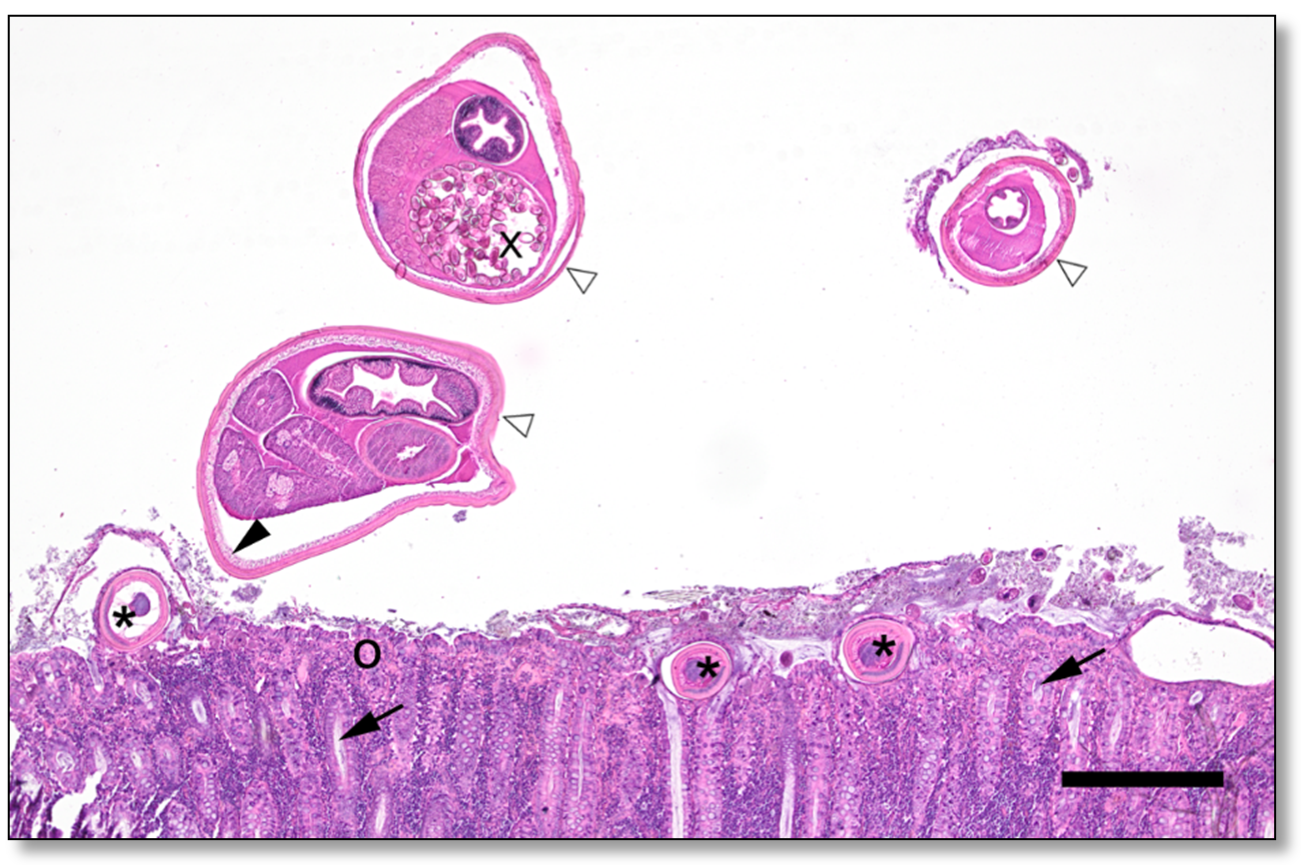 Pathogens 11 00775 g003 Pathogens 11 00775 g003