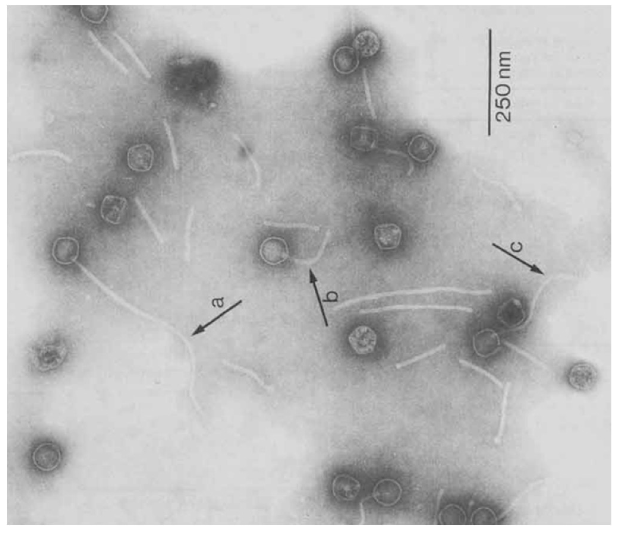Pathogens 11 00777 g001 Pathogens 11 00777 g001