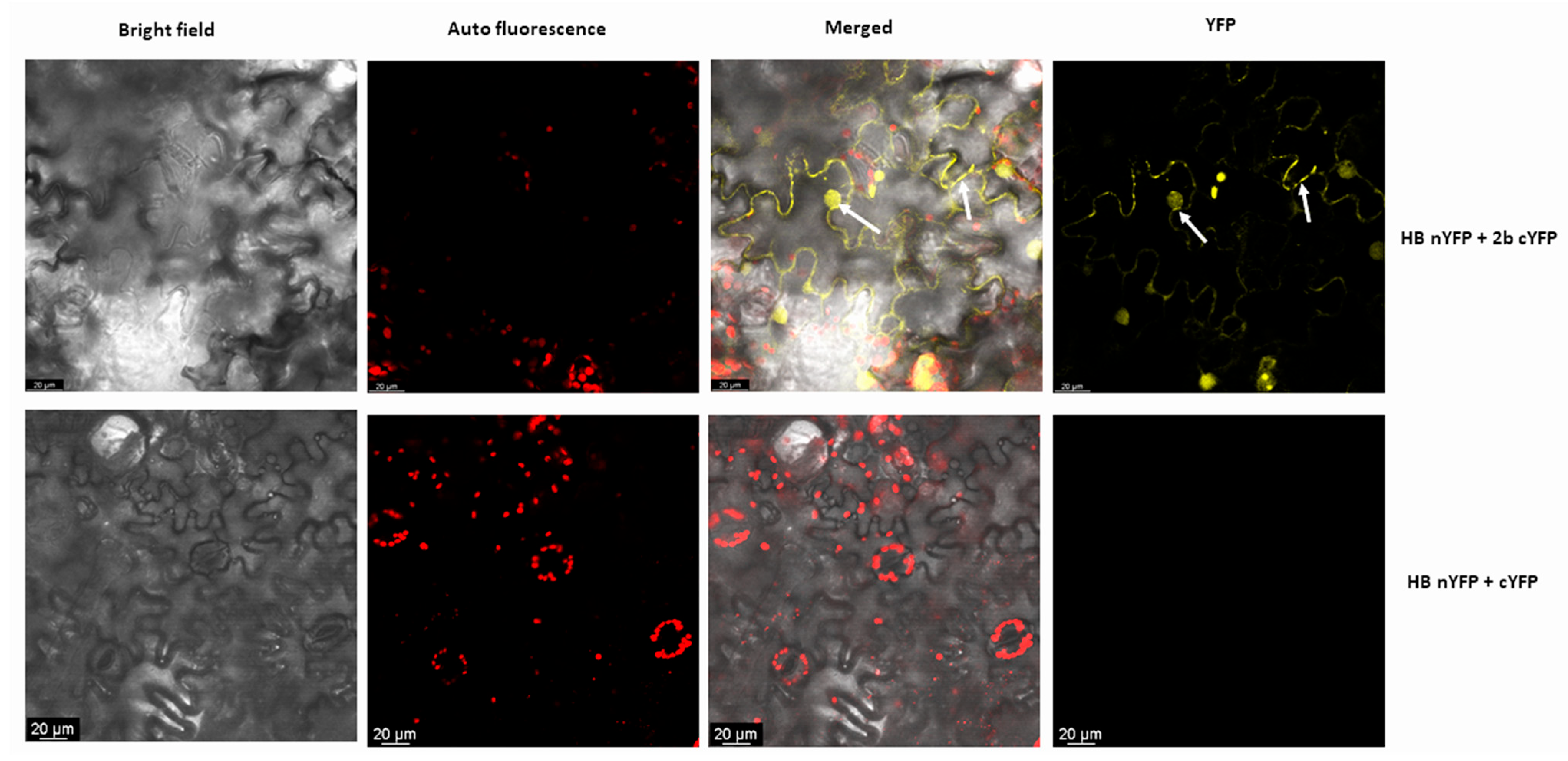 Pathogens 11 00788 g002 550