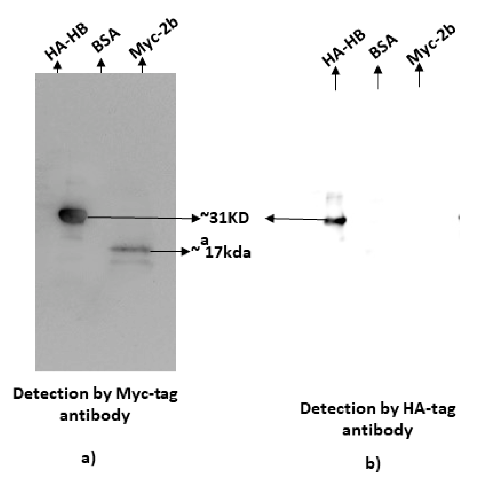 Pathogens 11 00788 g003 550