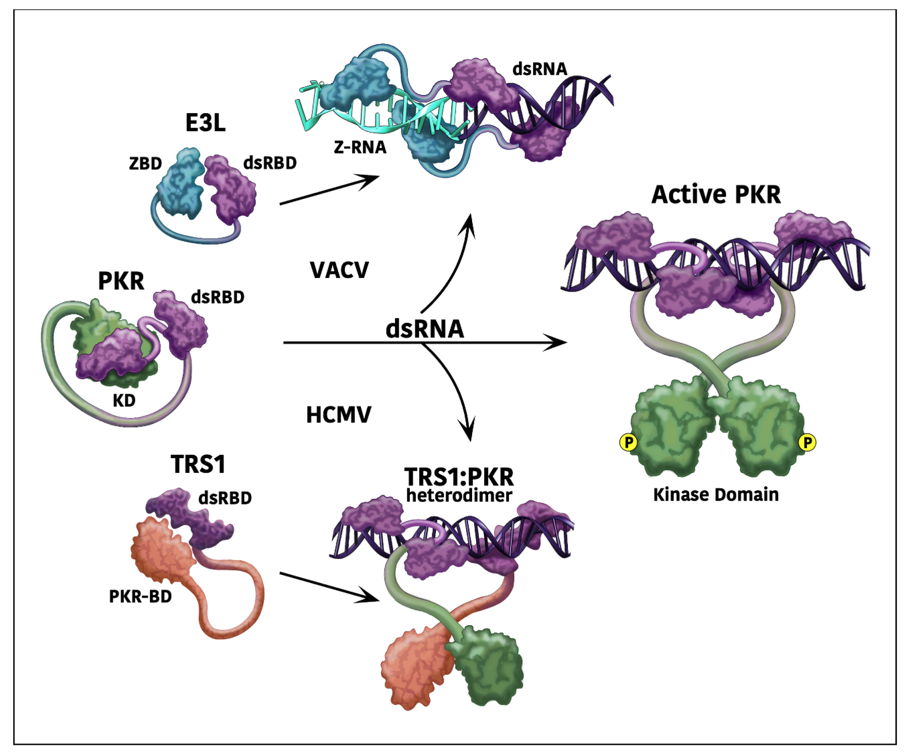 Pathogens 11 00790 g001 Pathogens 11 00790 g001
