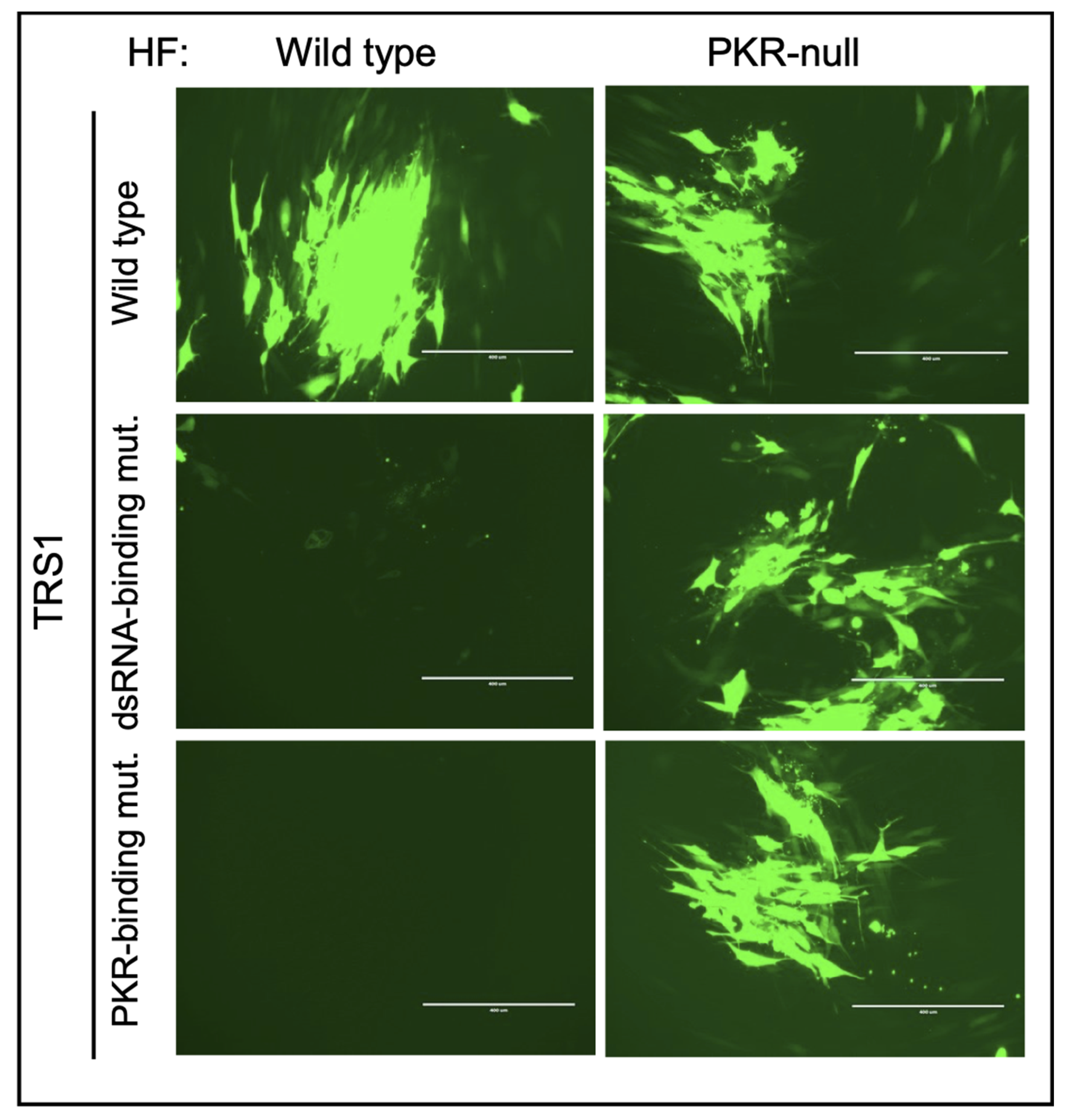 Pathogens 11 00790 g003 Pathogens 11 00790 g003