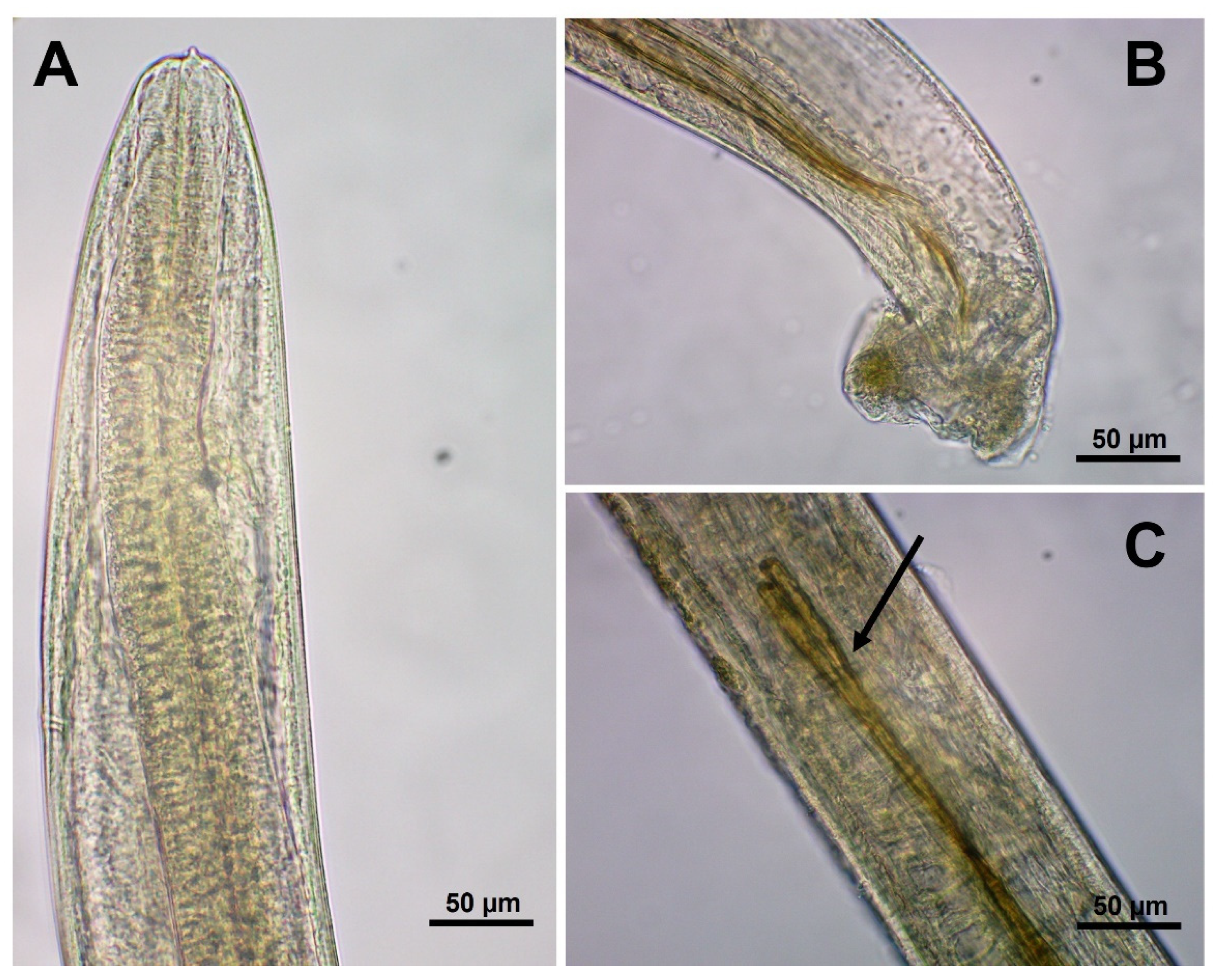 Pathogens 11 00792 g003 Pathogens 11 00792 g003
