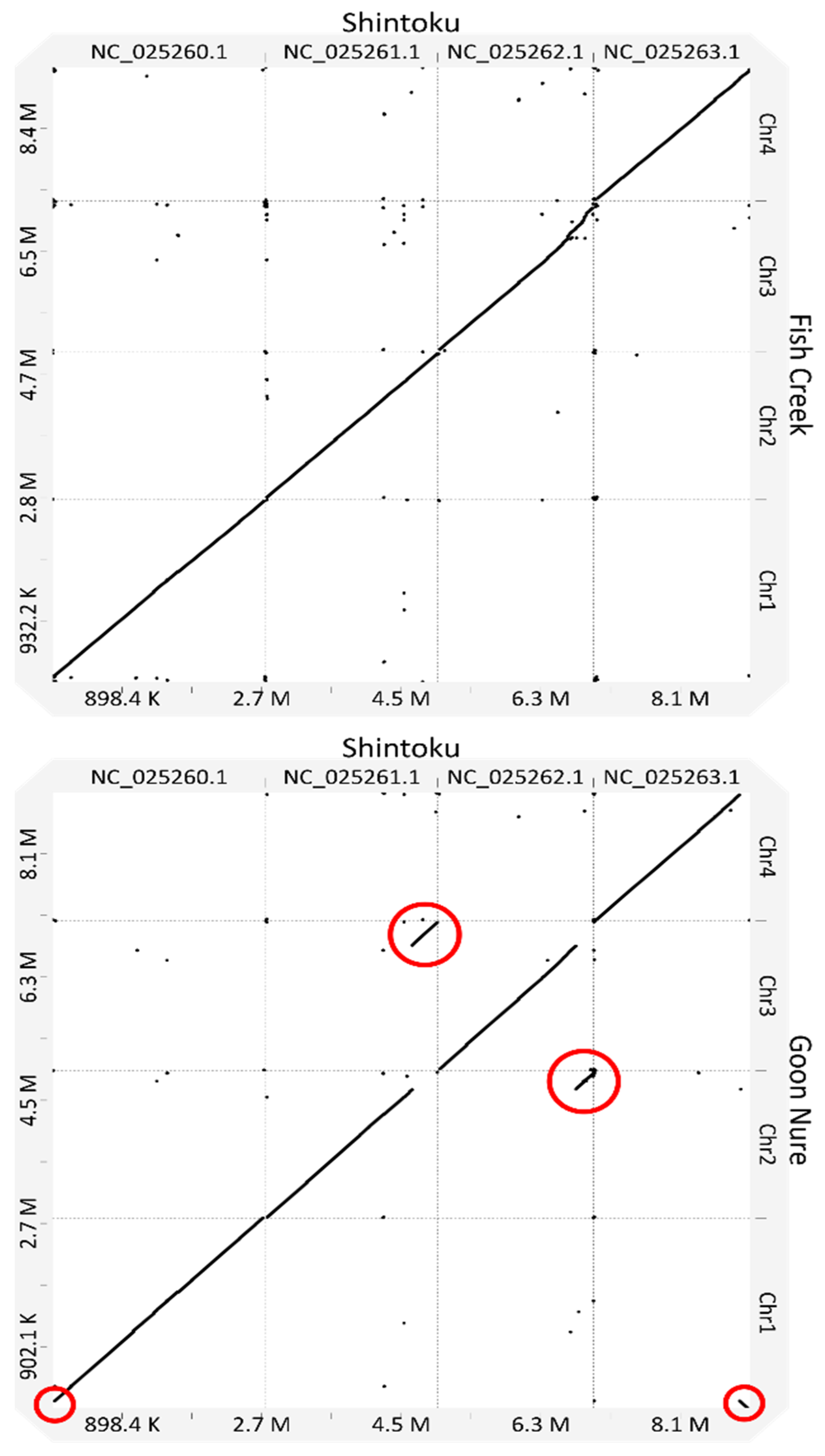 【貴重！！】Loz'a≠Veria（ロズ・ア・ベリア）／genetic code Fragmented mitochondrial genomes of seal lice (family