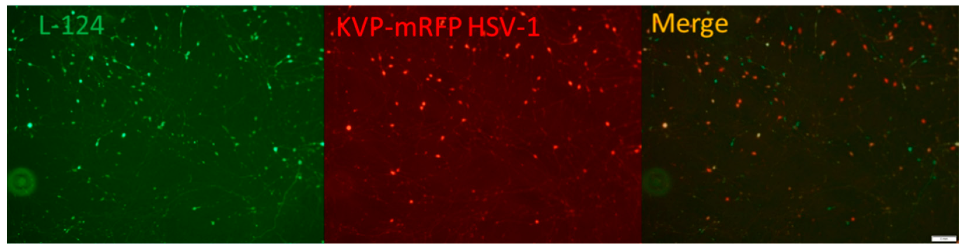 Pathogens 11 00803 g002