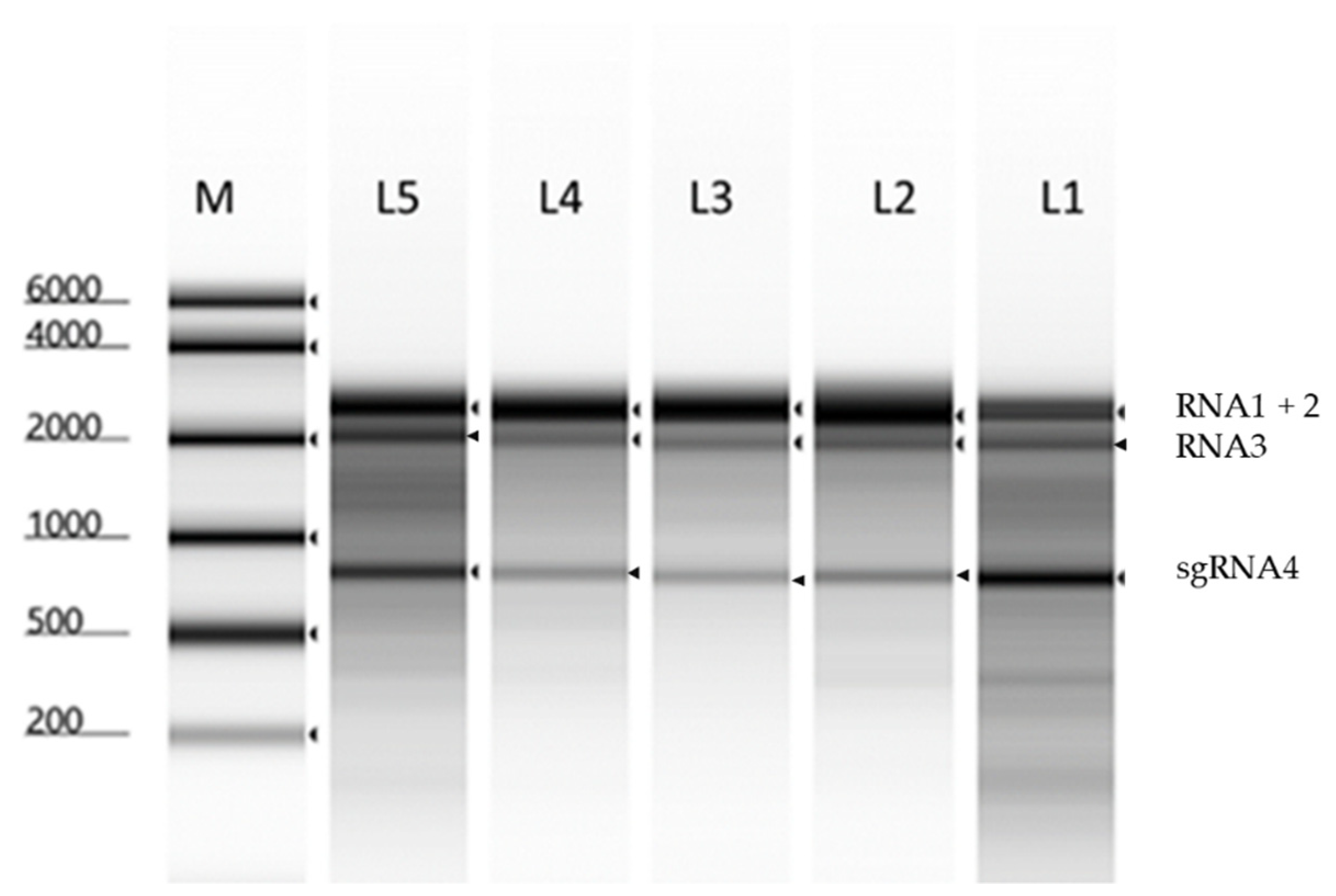 Pathogens 11 00817 g001