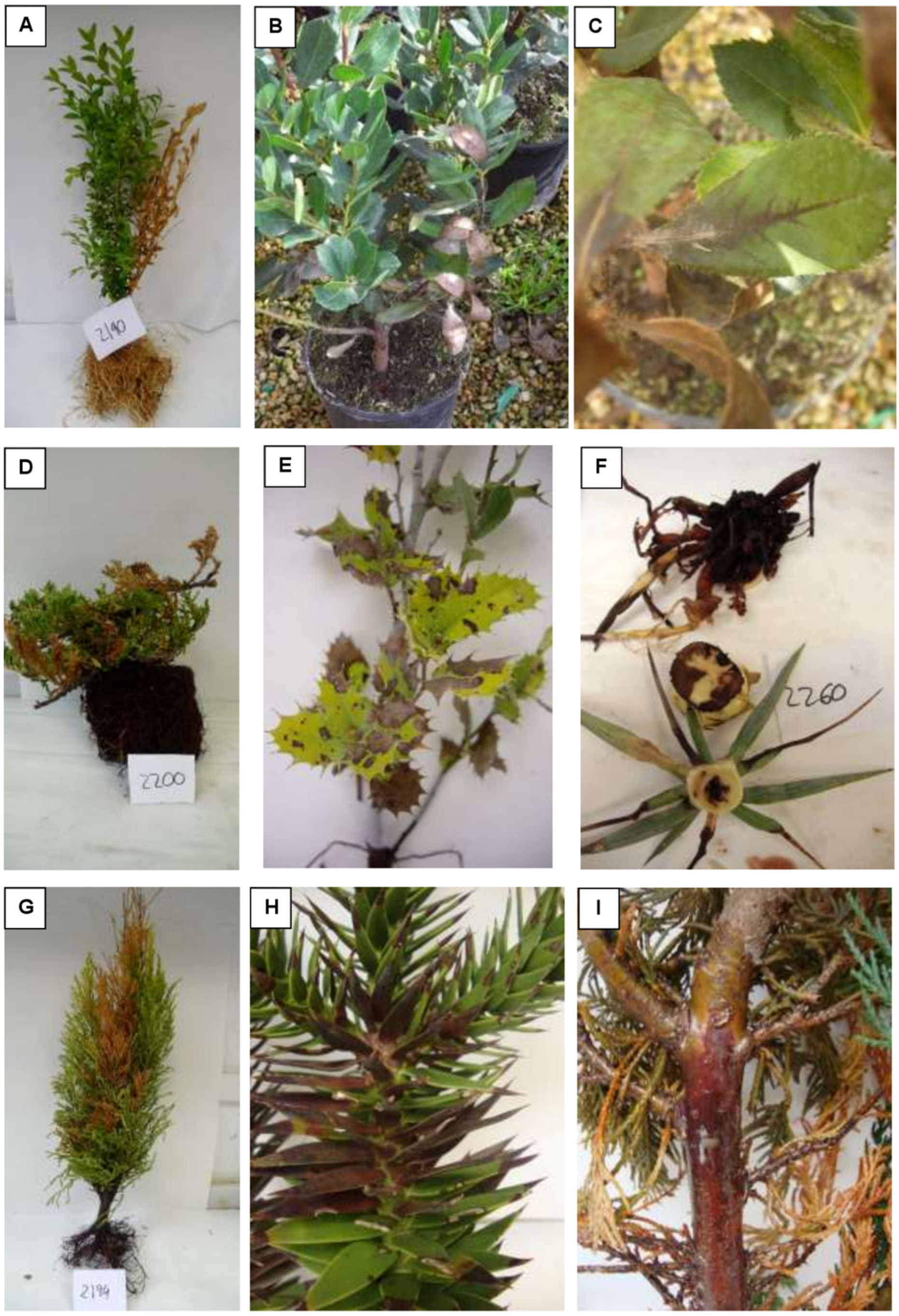 Pathogens 11 00826 g002 Pathogens 11 00826 g002