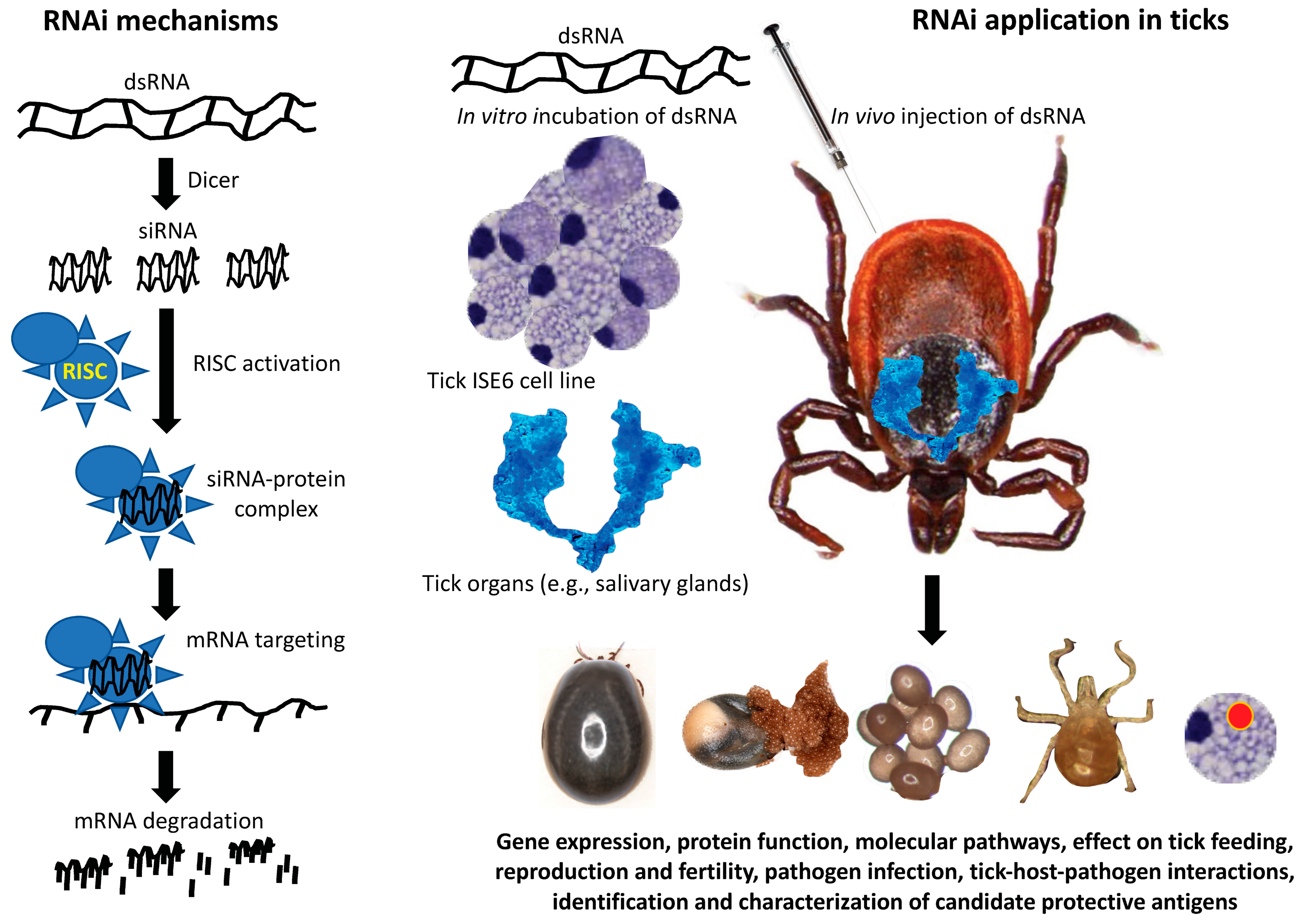 Pathogens 11 00827 g001 550