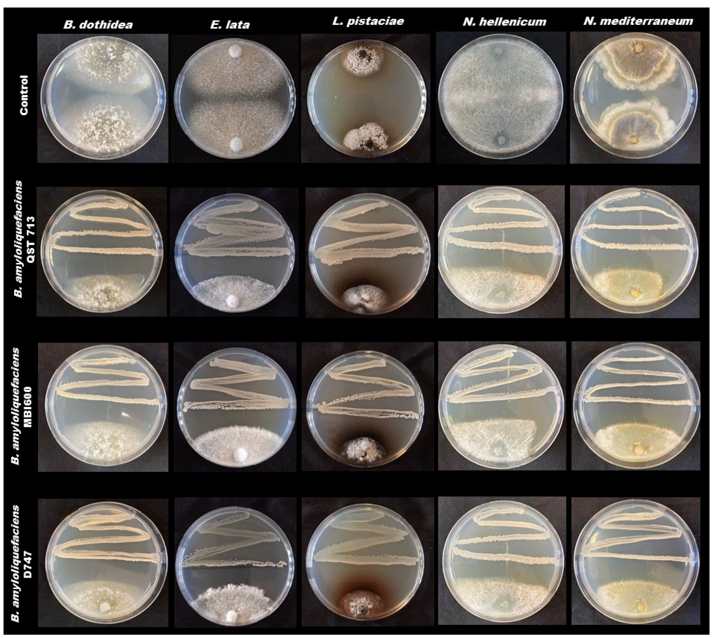 Pathogens 11 00829 g002 550