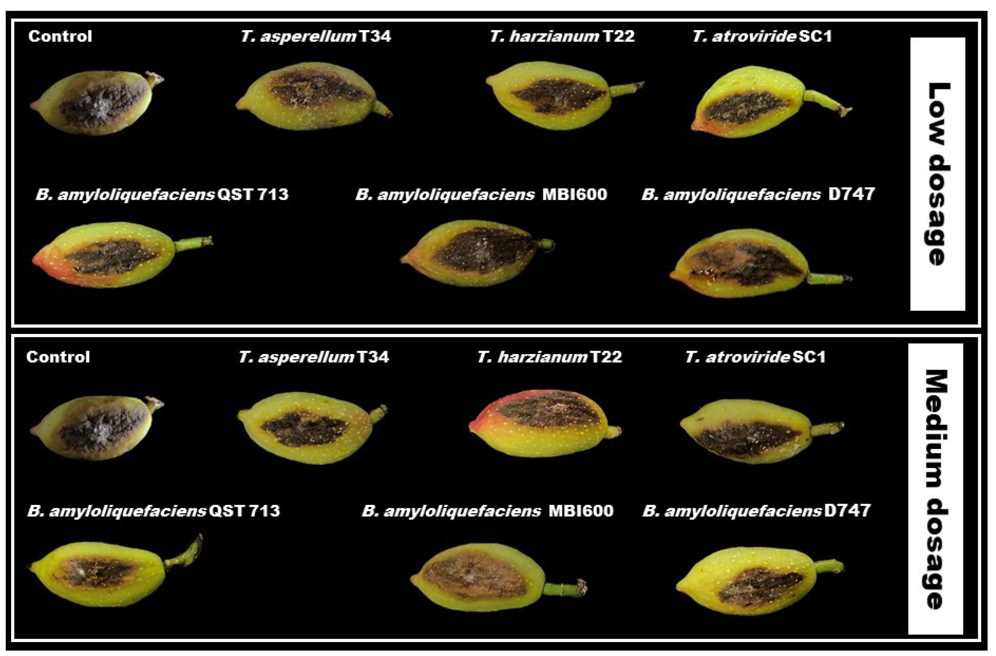 Pathogens 11 00829 g004 550