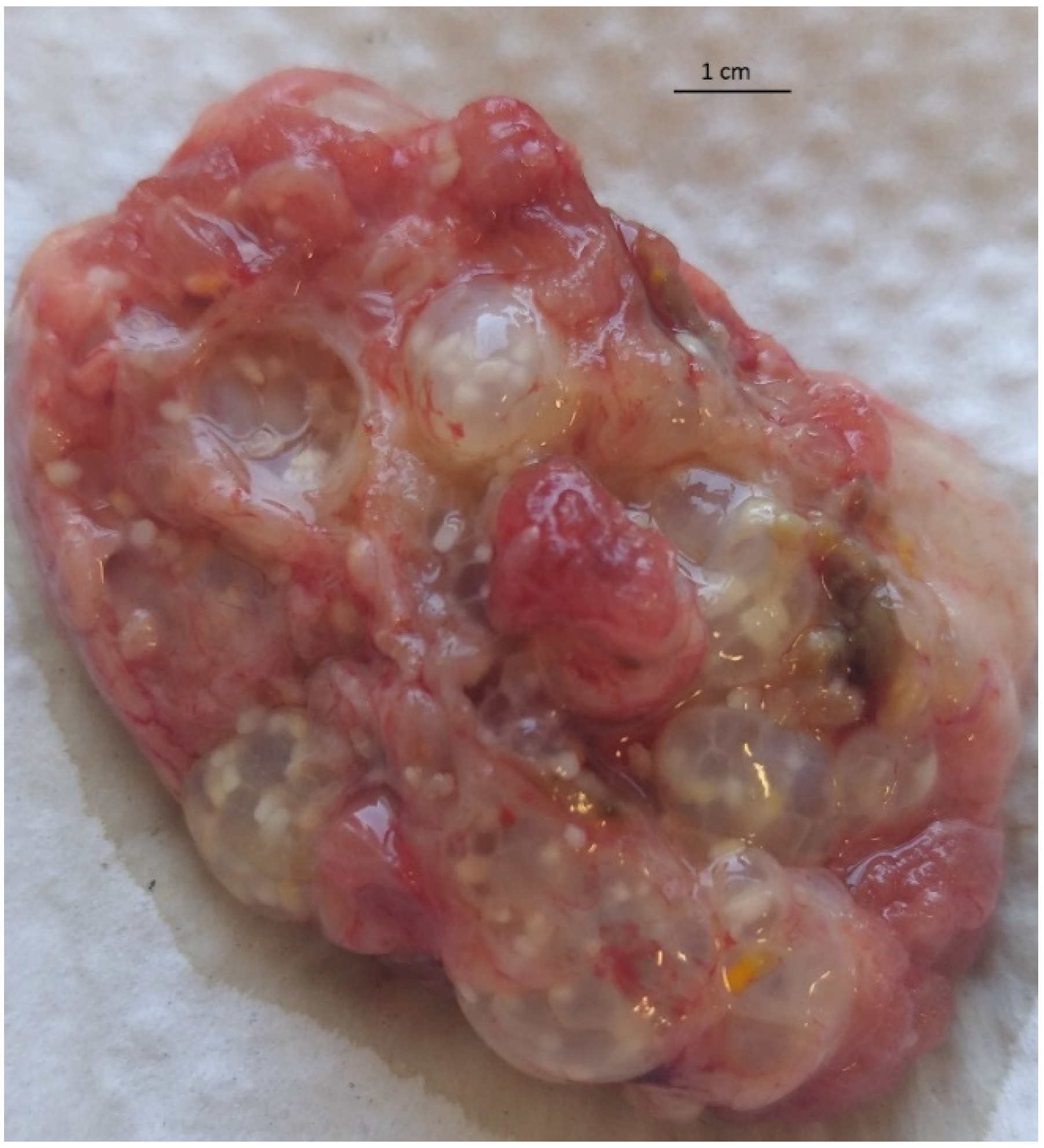 Pathogens 11 00835 g001
