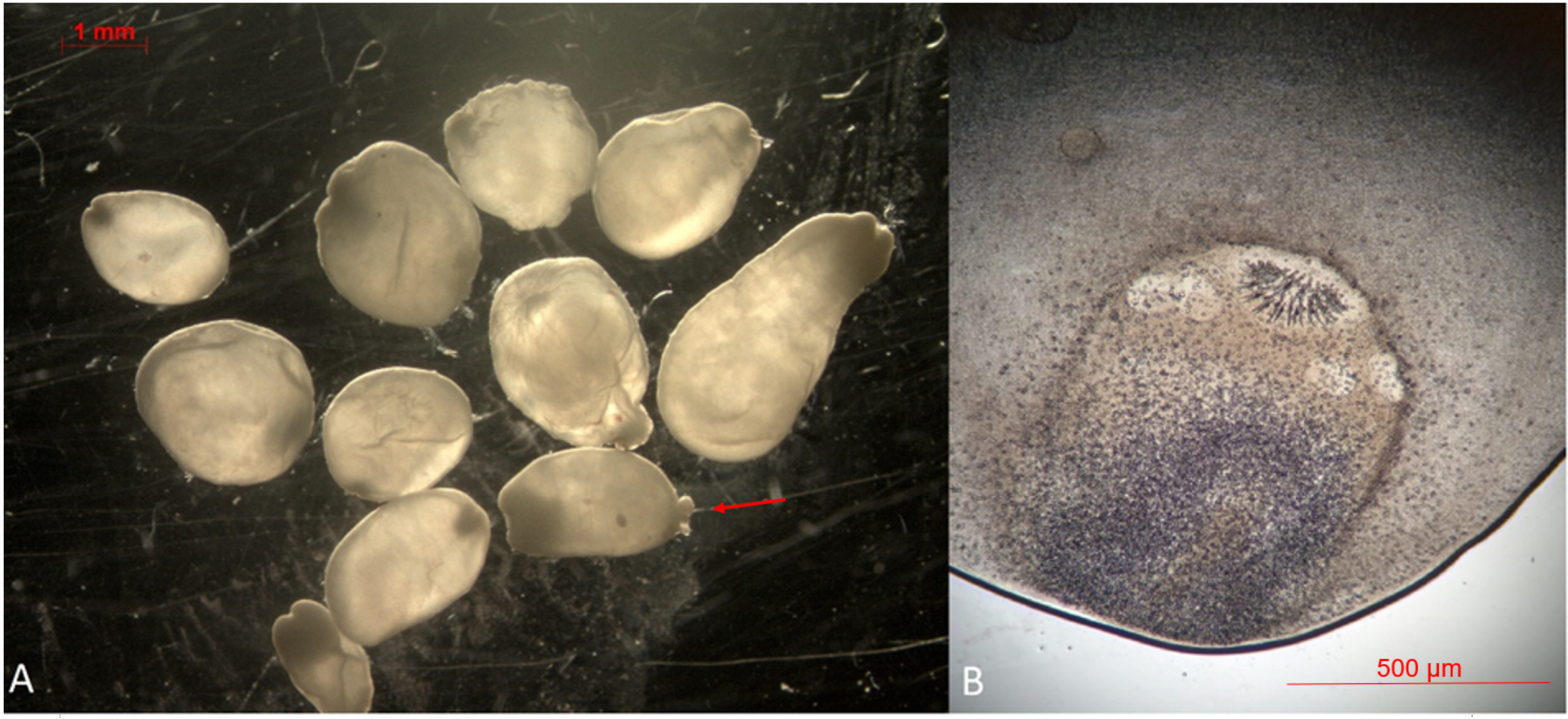 Pathogens 11 00835 g002