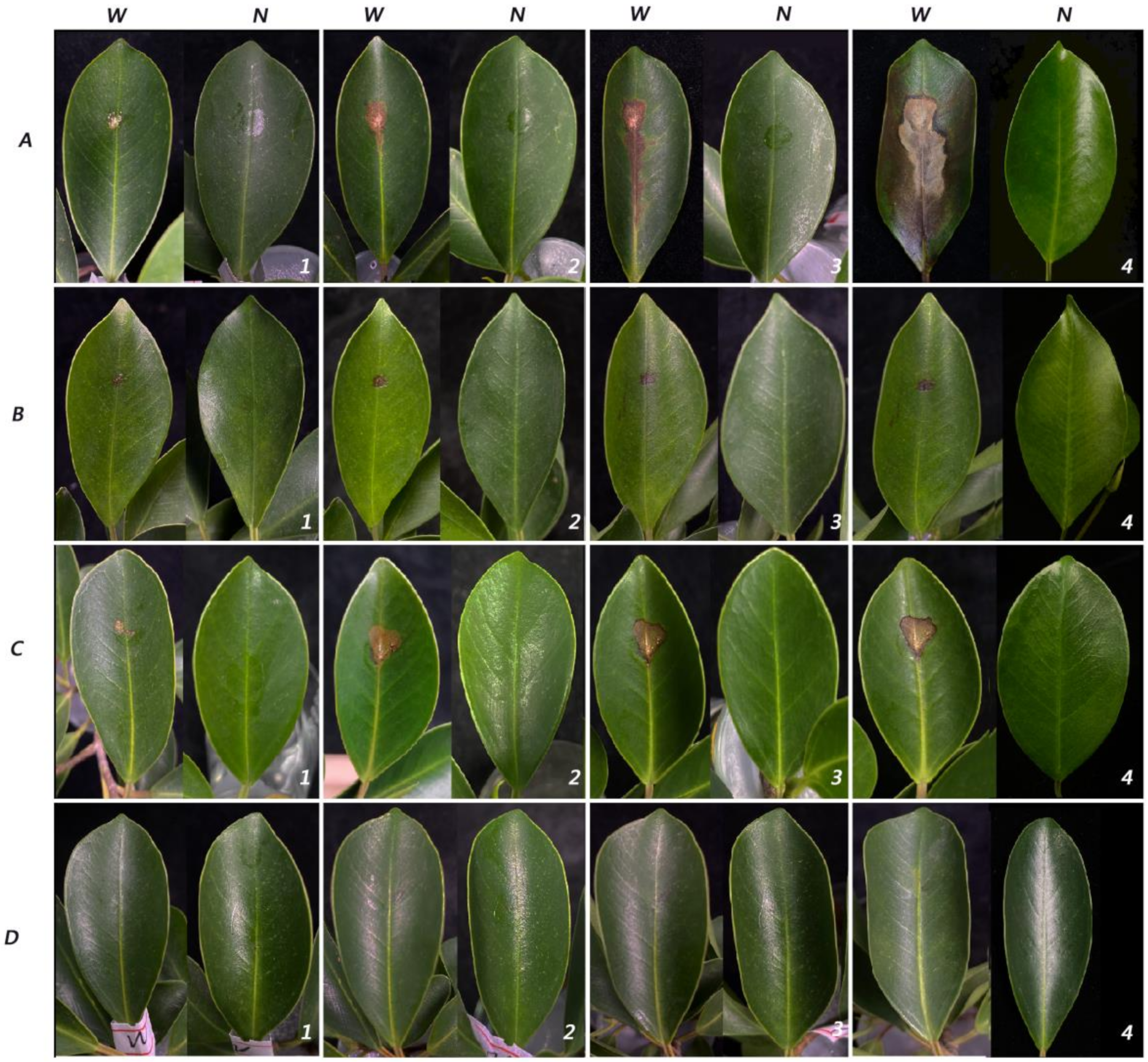 Pathogens 11 00840 g004 550