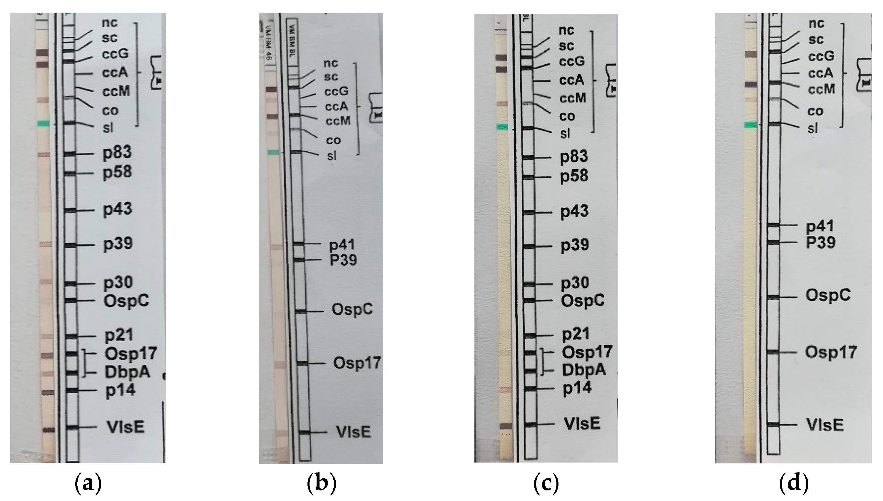 Pathogens 11 00854 g002 550