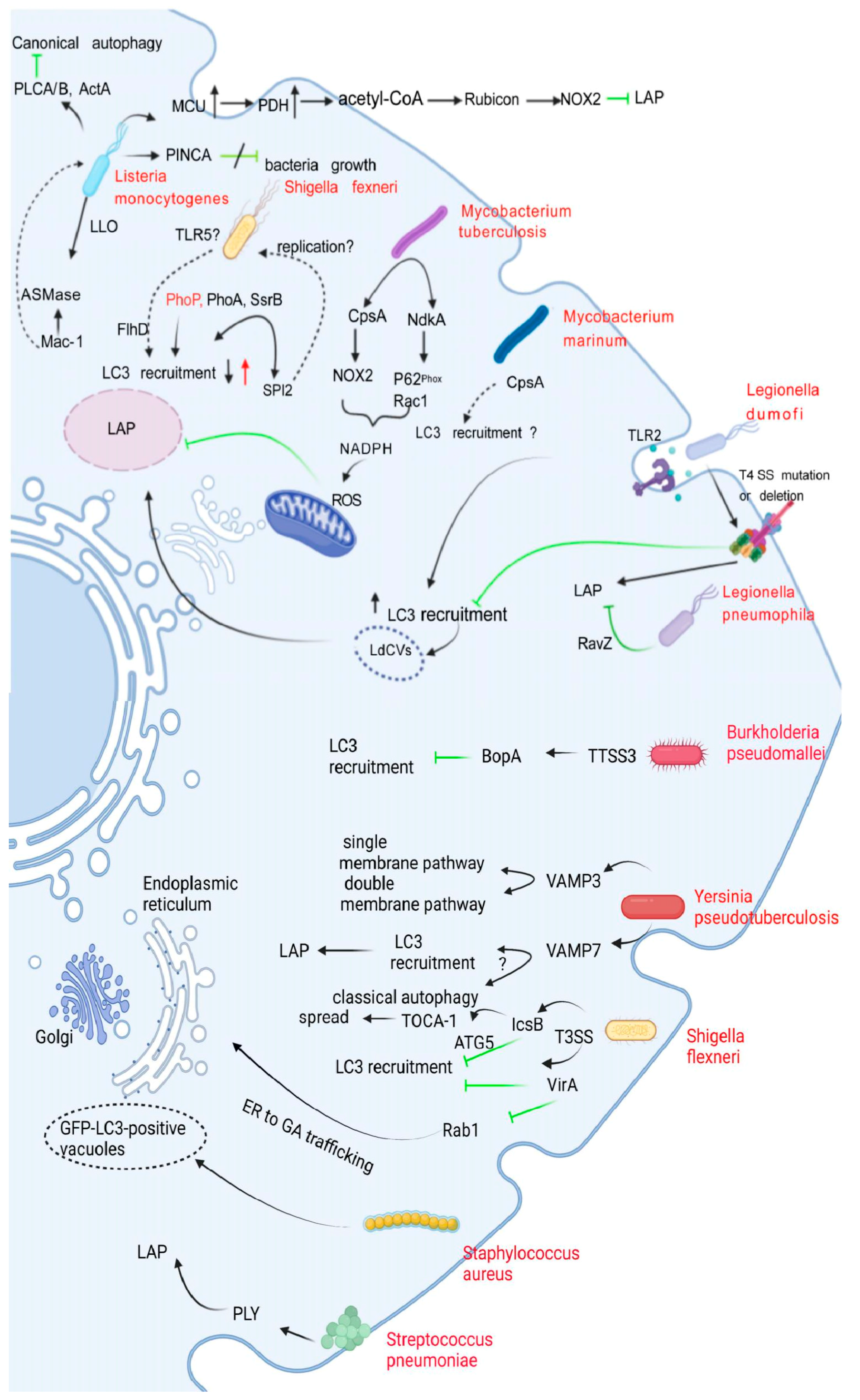 Pathogens 11 00863 g003