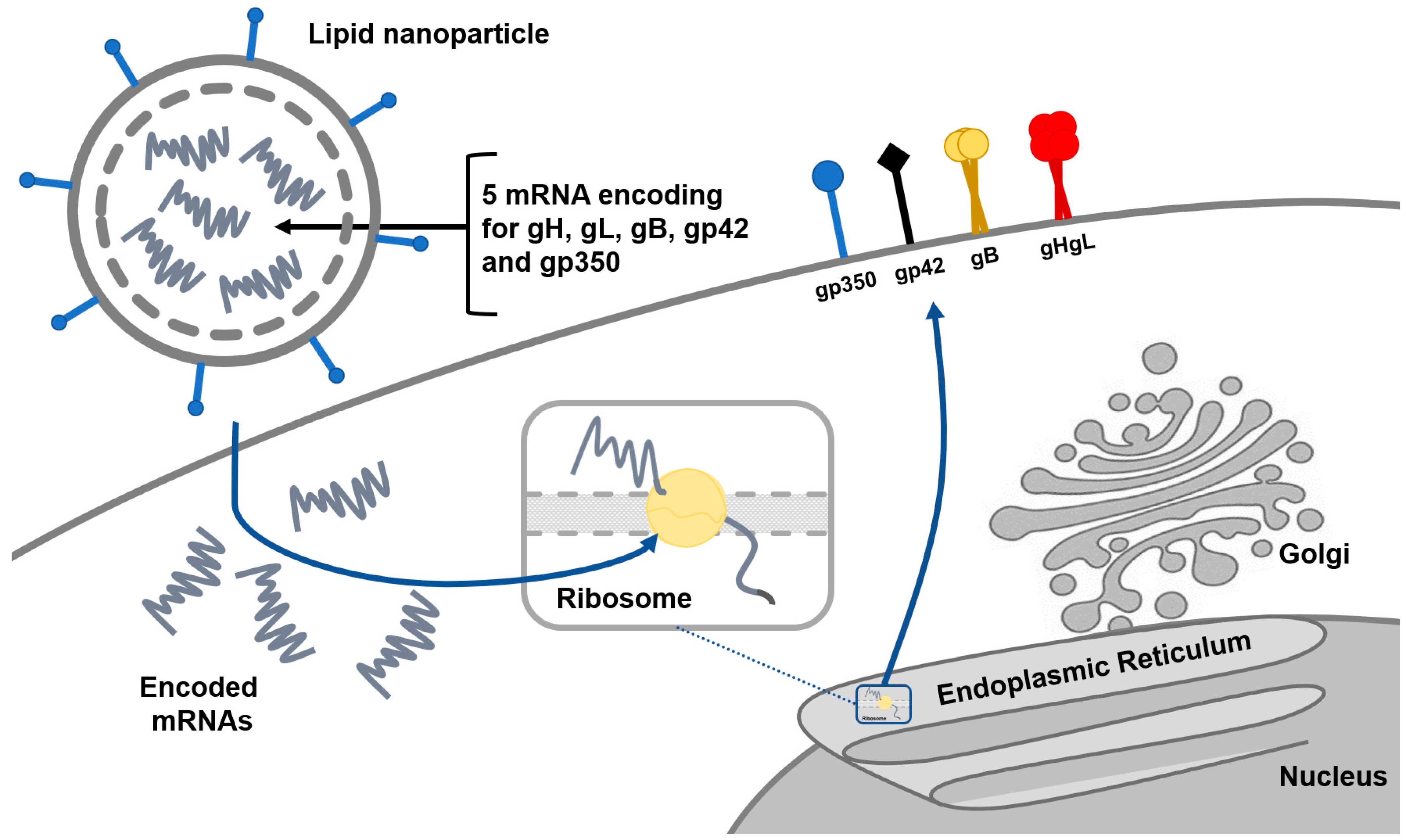 Pathogens 11 00864 g003 550