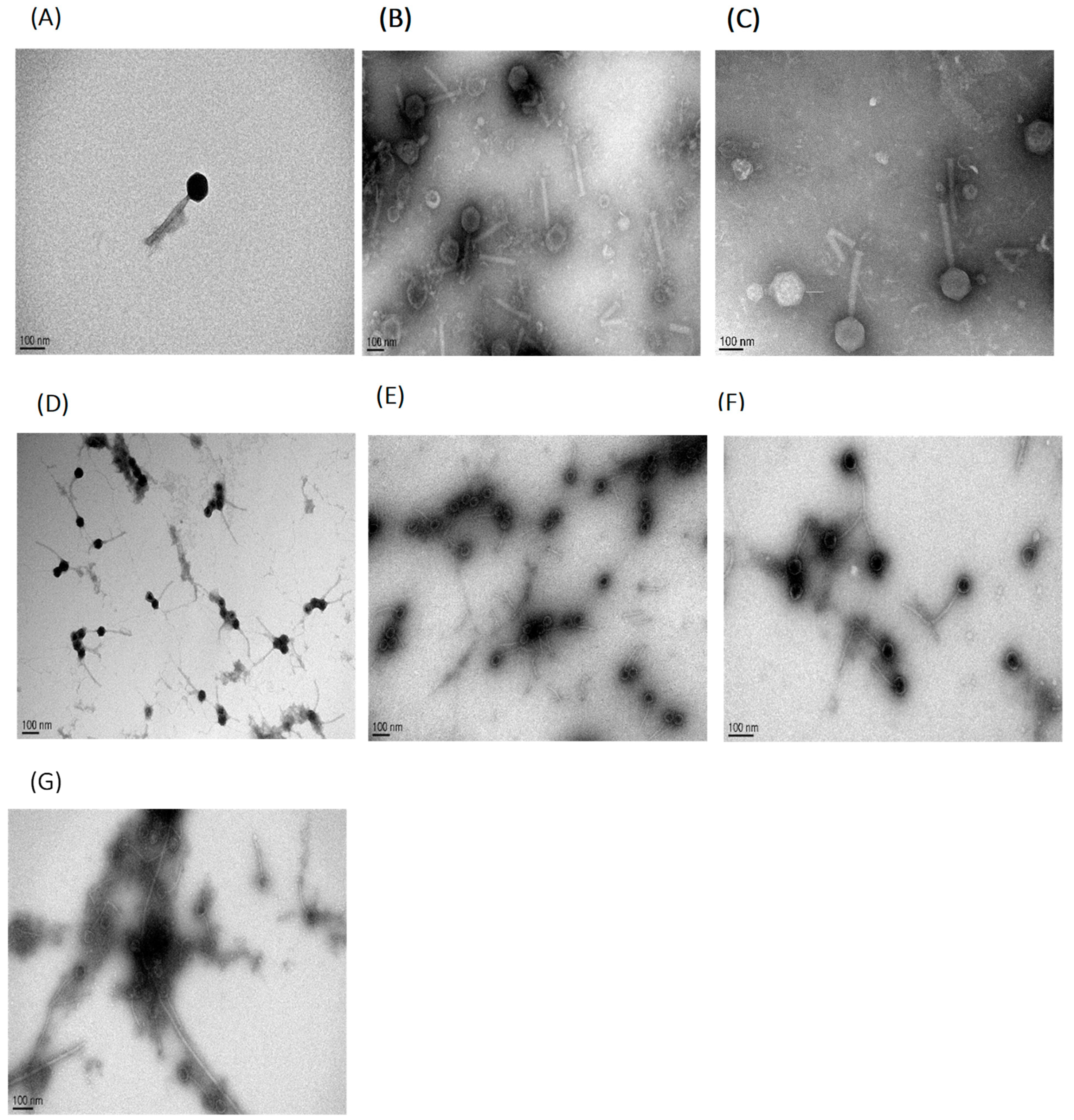 Pathogens 11 00872 g002