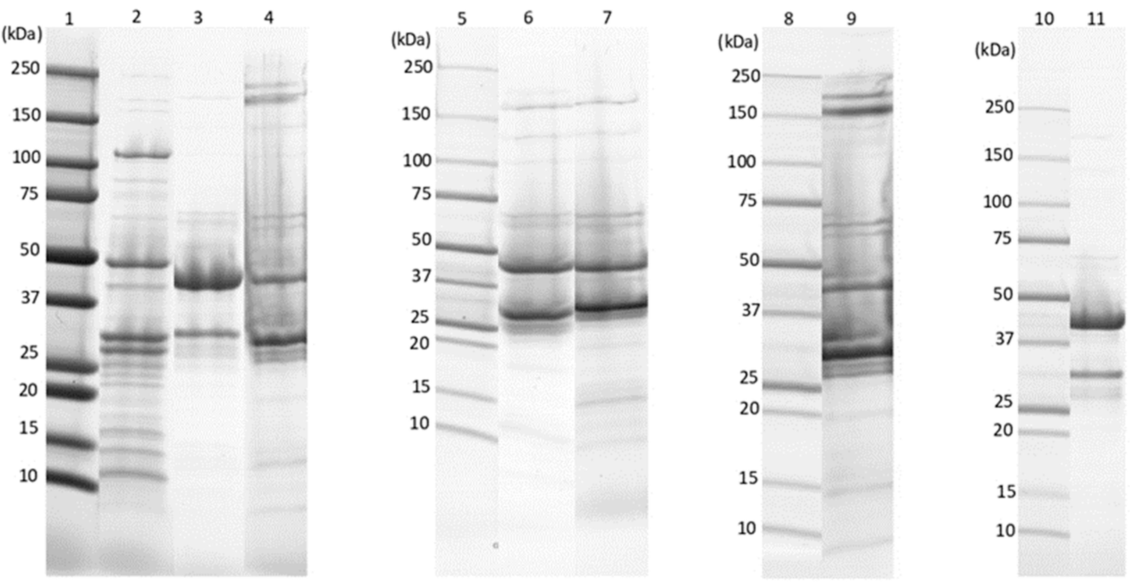 Pathogens 11 00872 g003