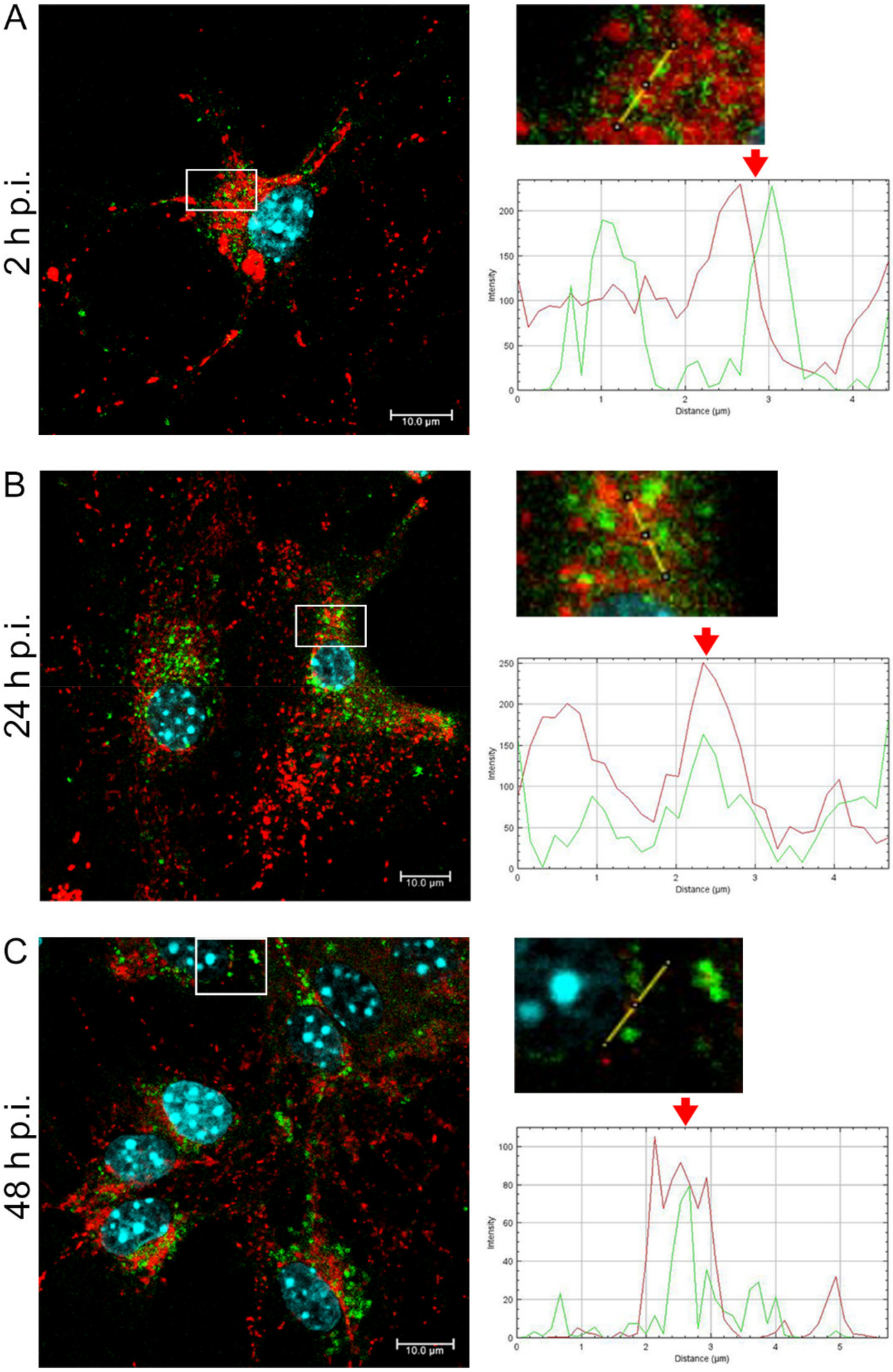 Pathogens 11 00876 g003