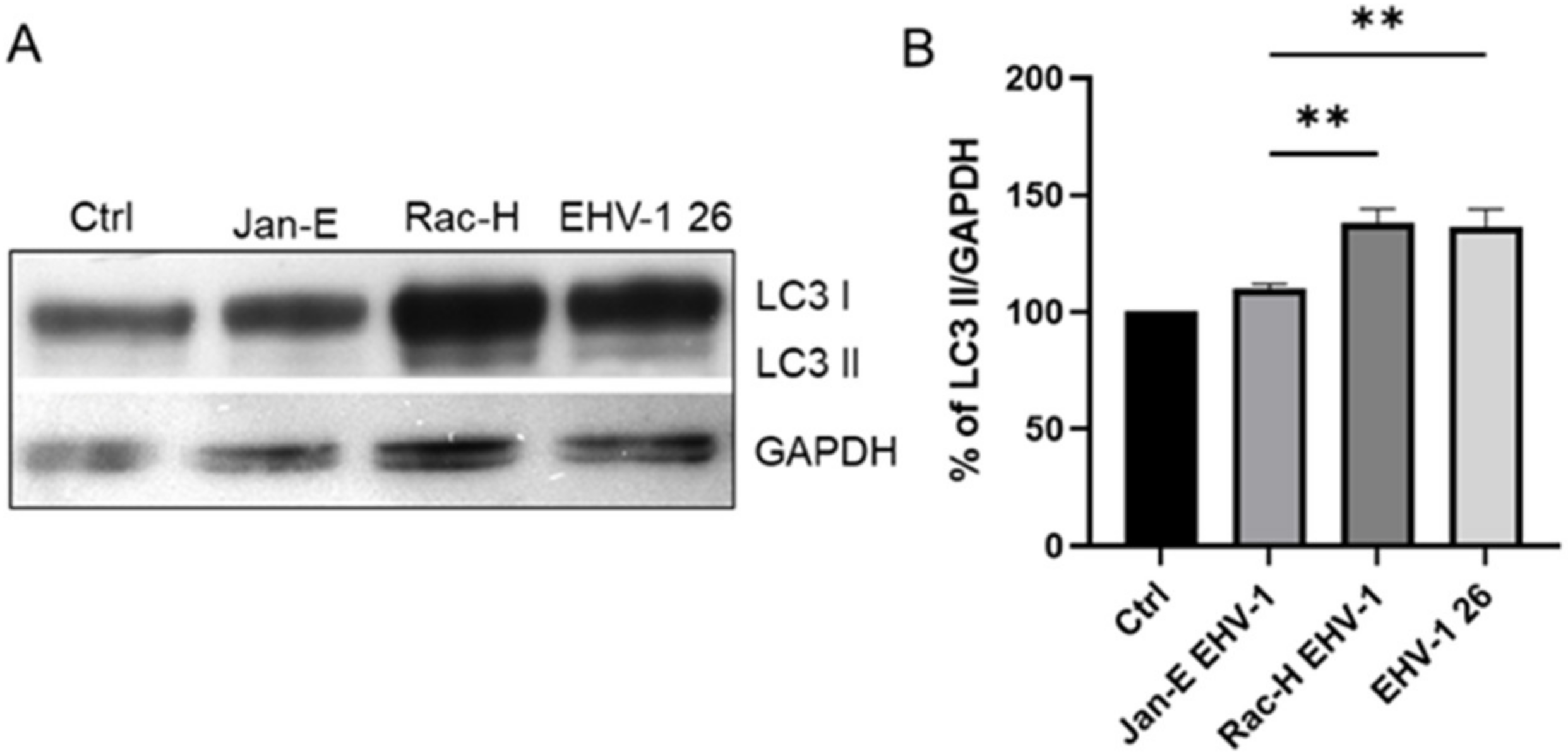 Pathogens 11 00876 g010