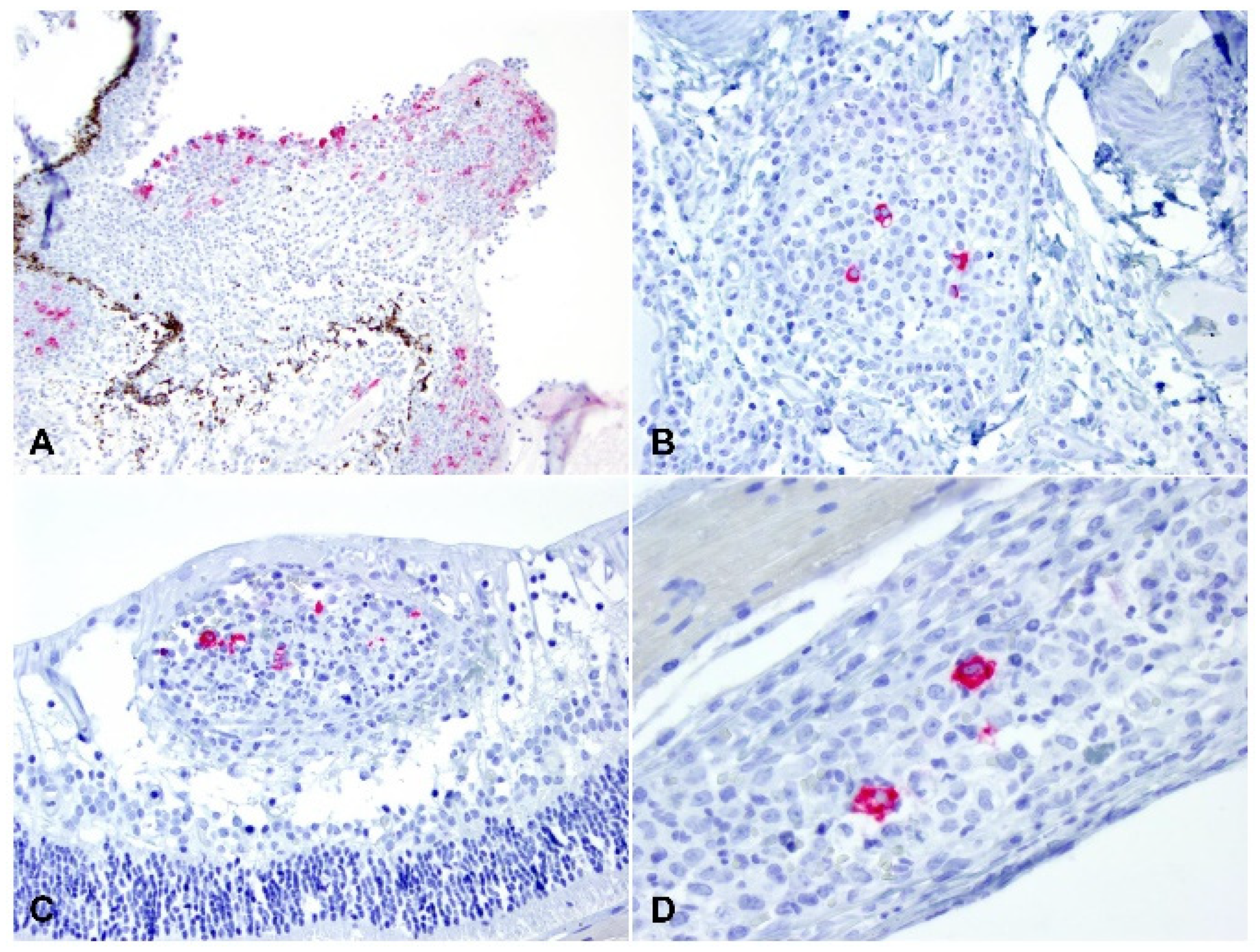 Pathogens 11 00883 g007