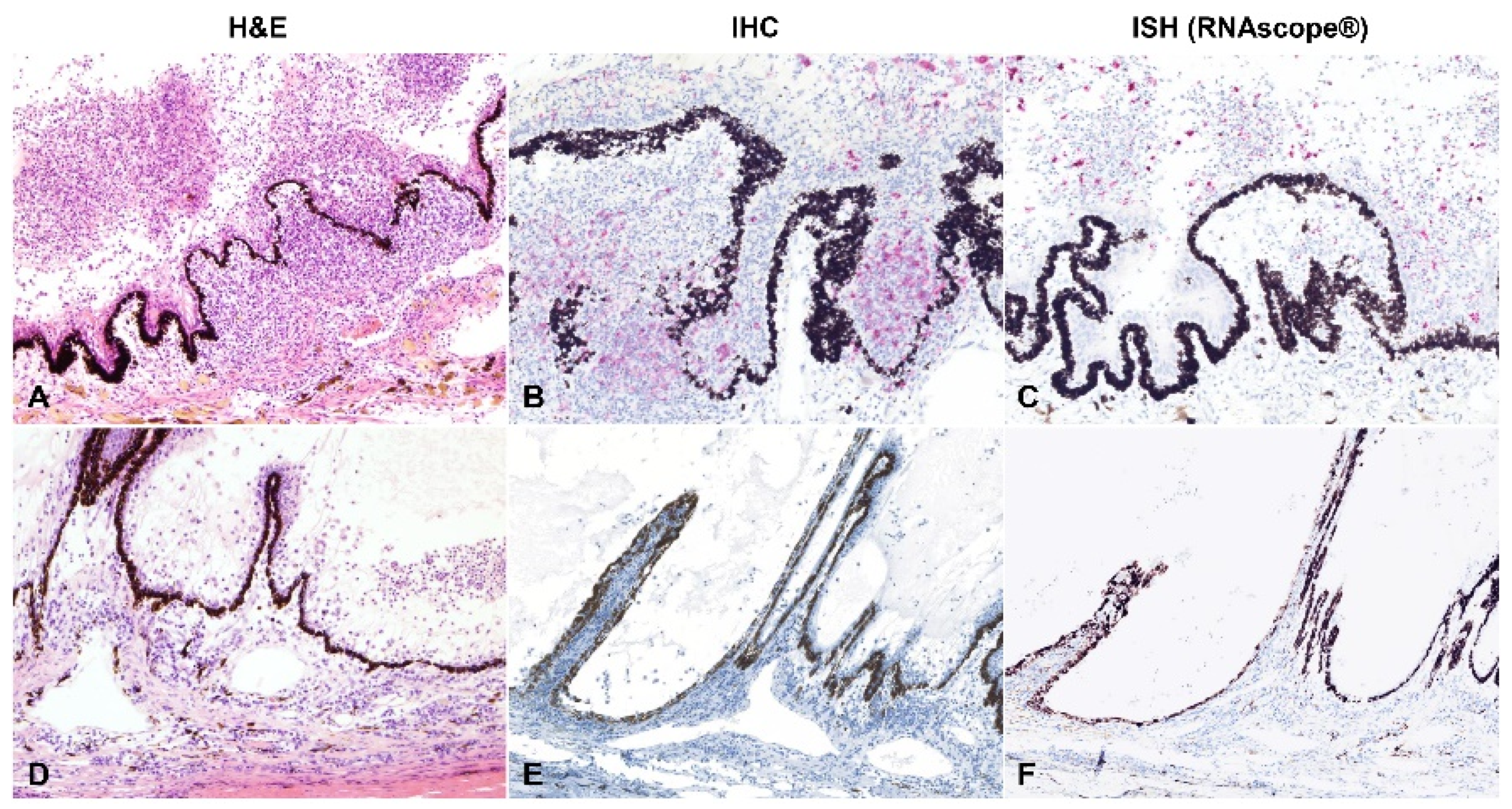 Pathogens 11 00883 g009