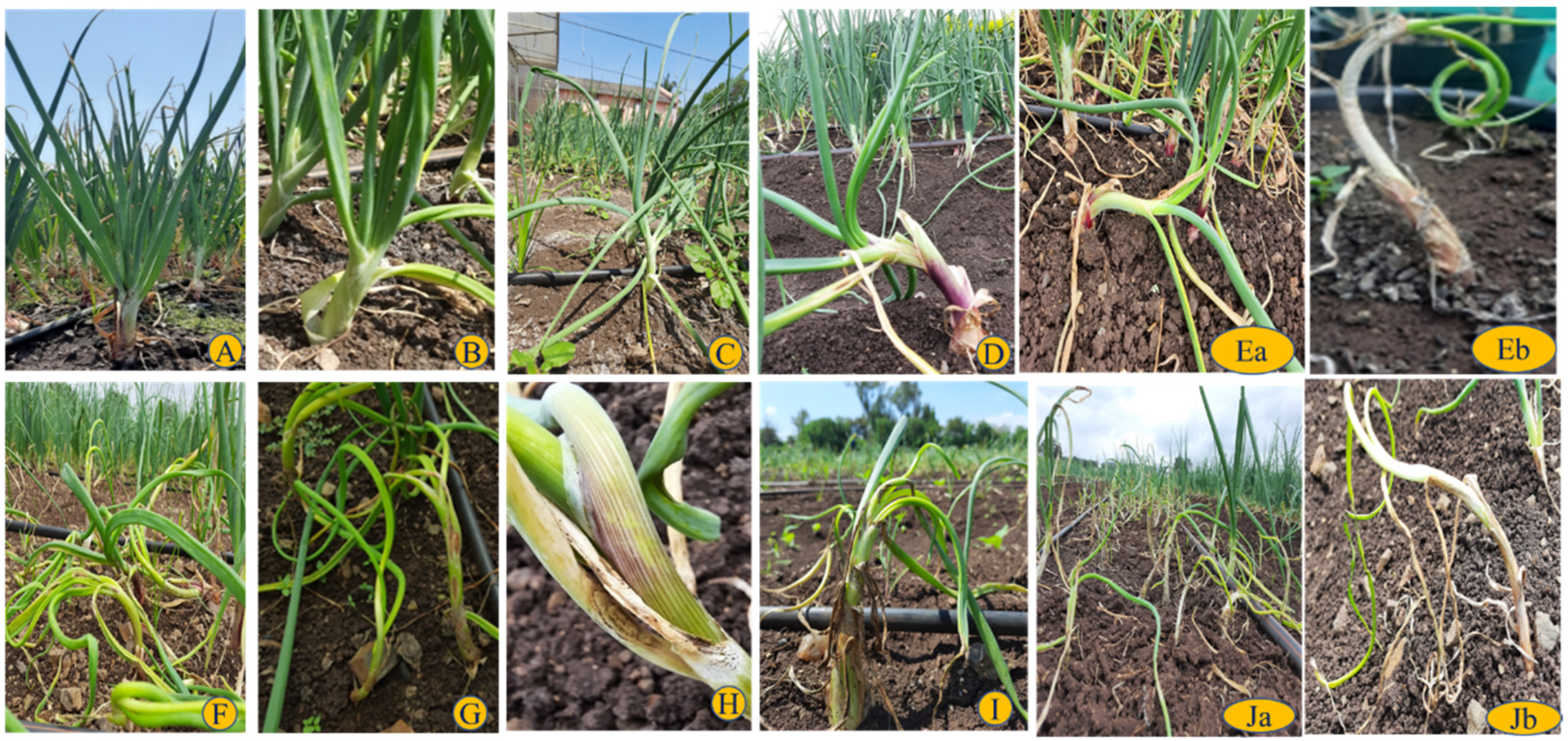 Pathogens 11 00884 g002