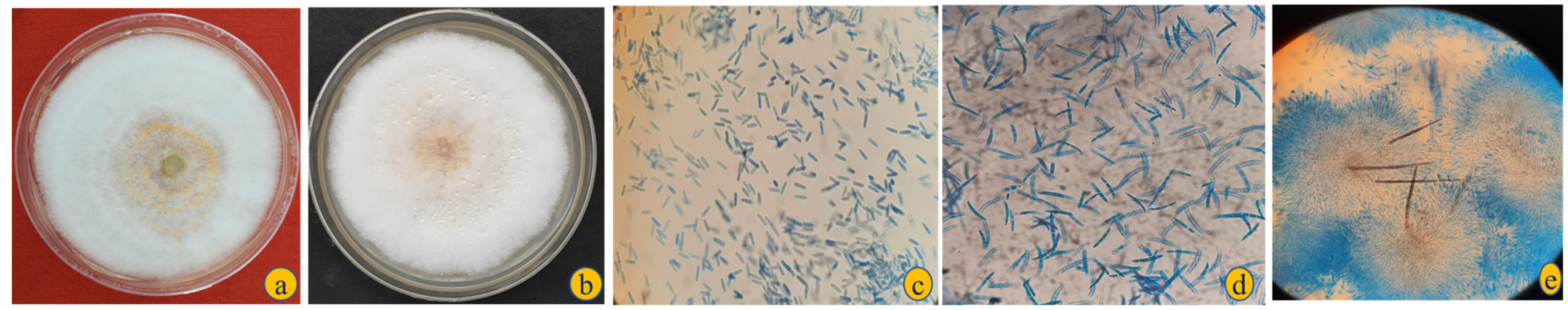 Pathogens 11 00884 g003