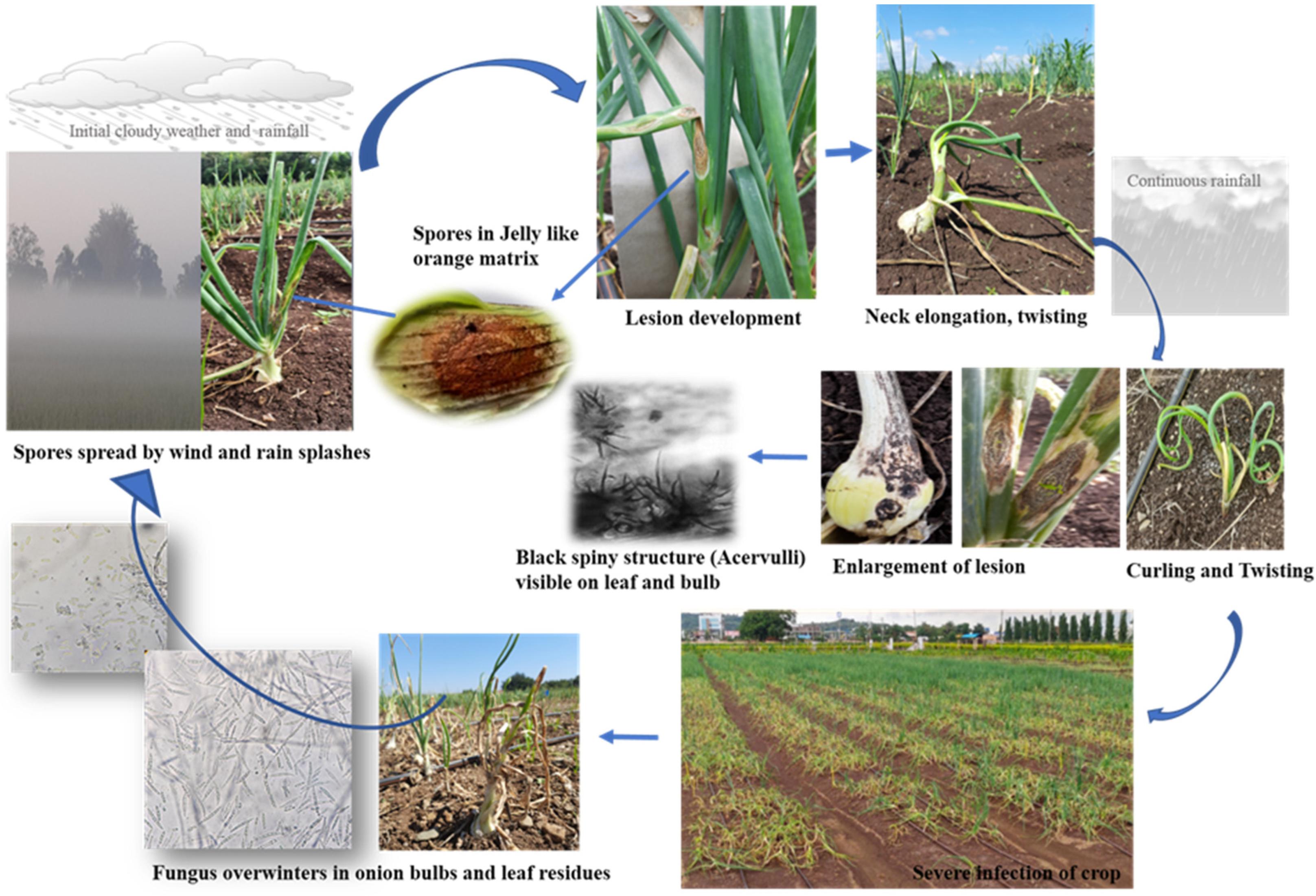 Pathogens 11 00884 g004