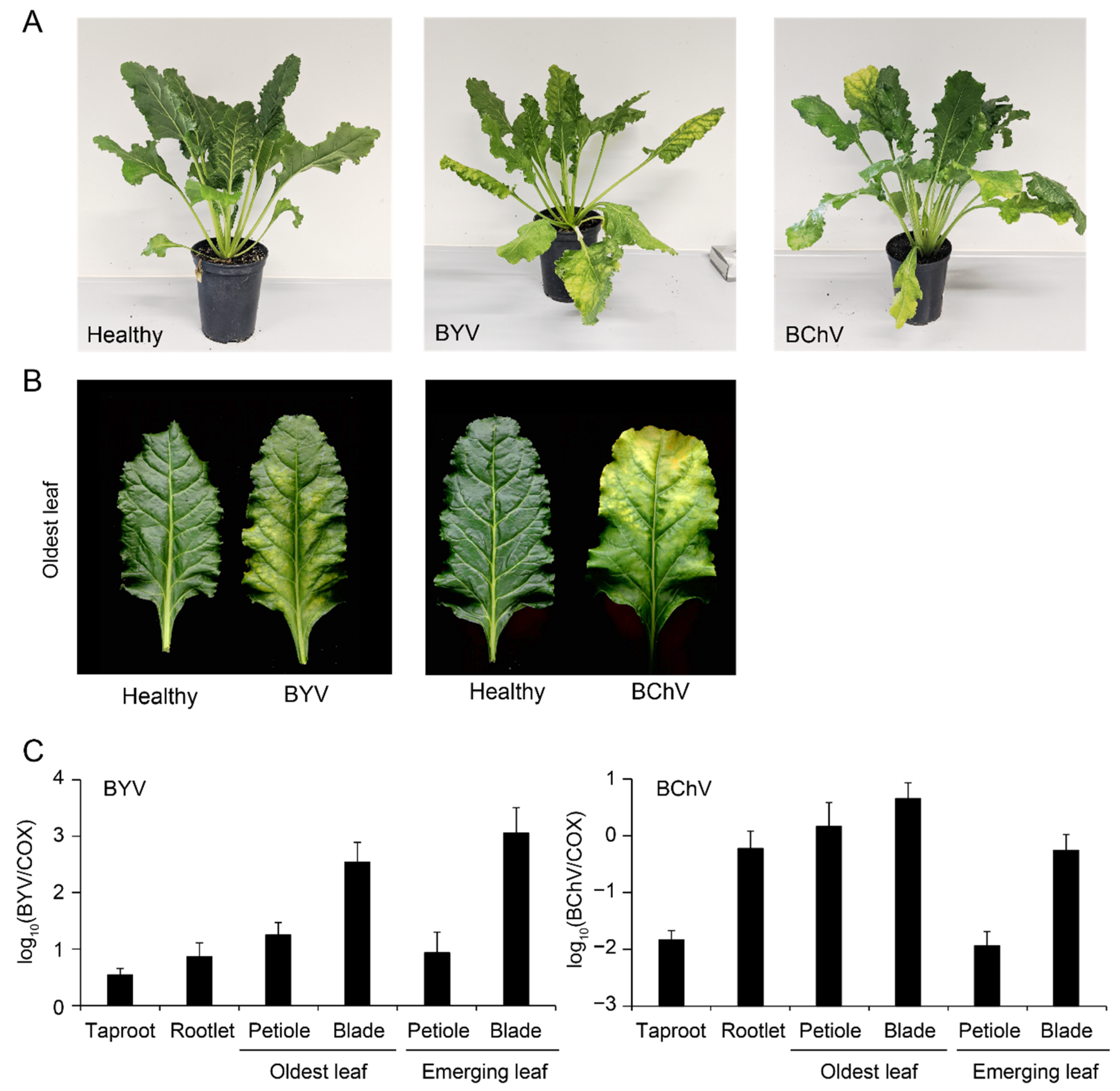 Pathogens 11 00885 g006
