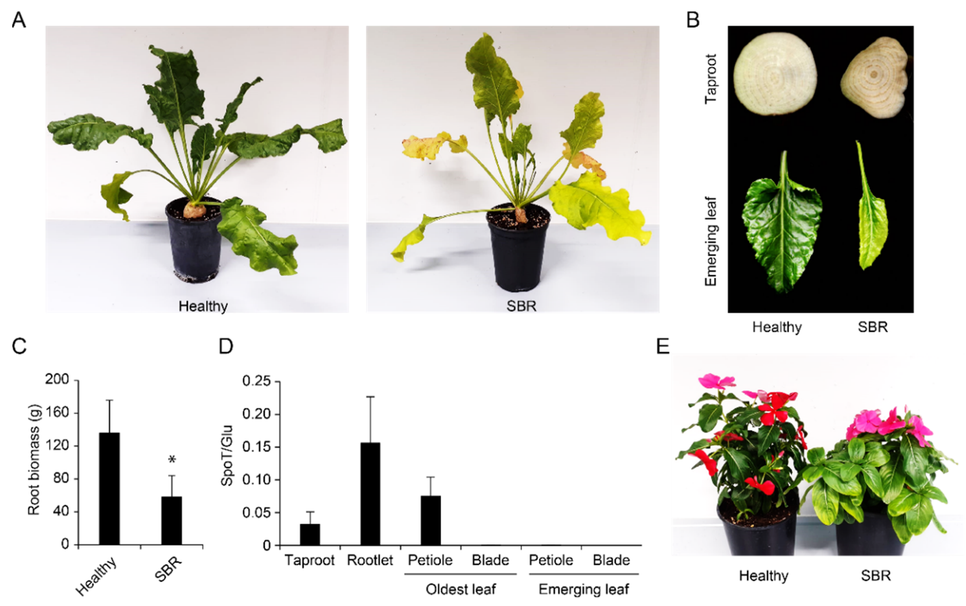 Pathogens 11 00885 g007