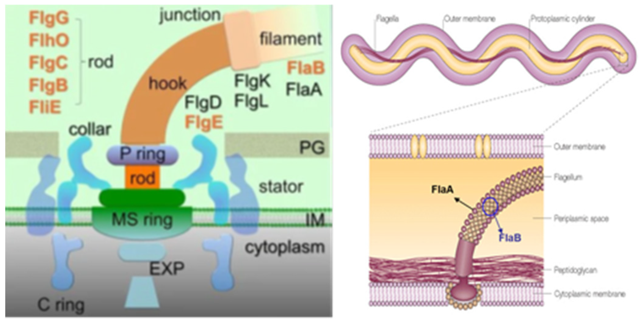 Pathogens 11 00889 g004 Pathogens 11 00889 g004