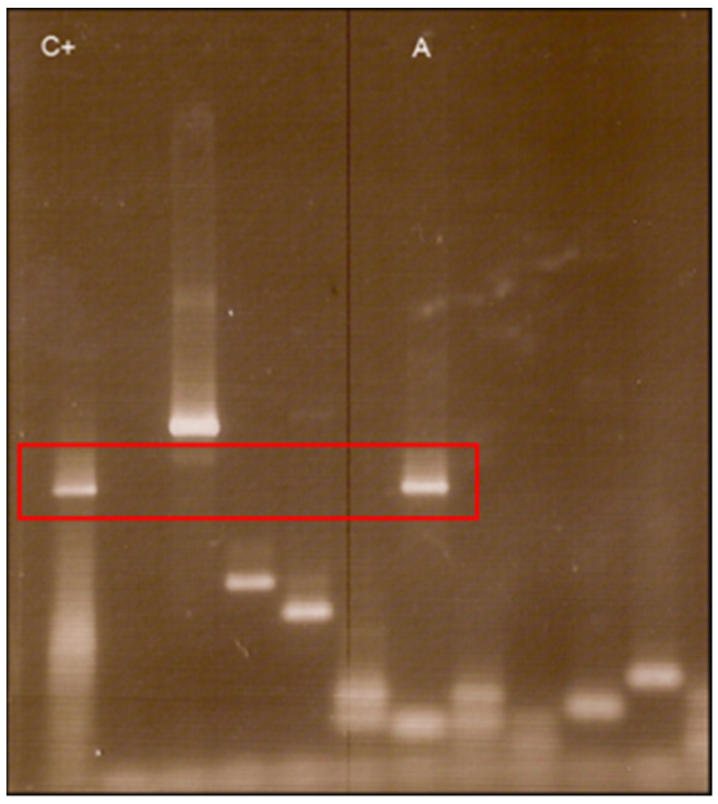 Pathogens 11 00889 g005 Pathogens 11 00889 g005