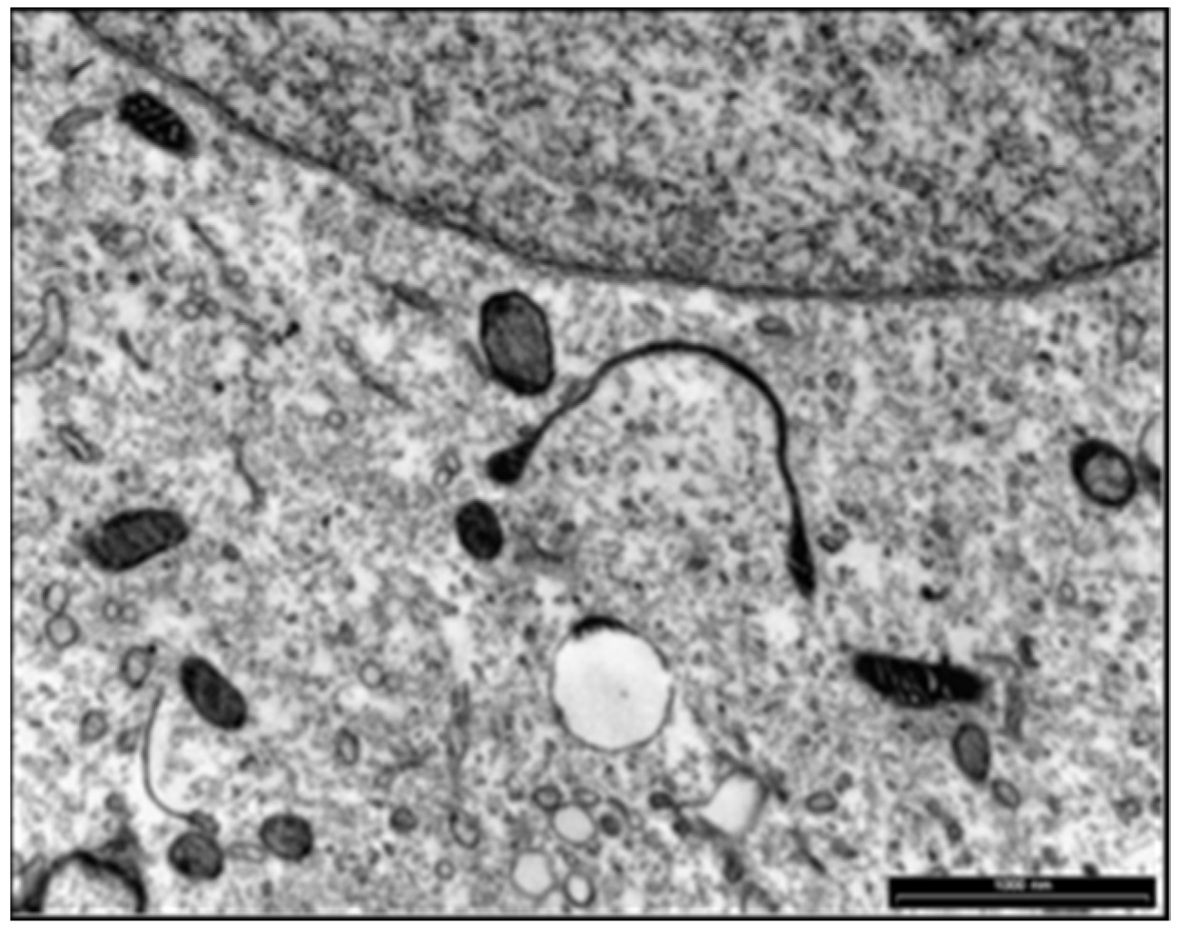 Pathogens 11 00889 g009 Pathogens 11 00889 g009