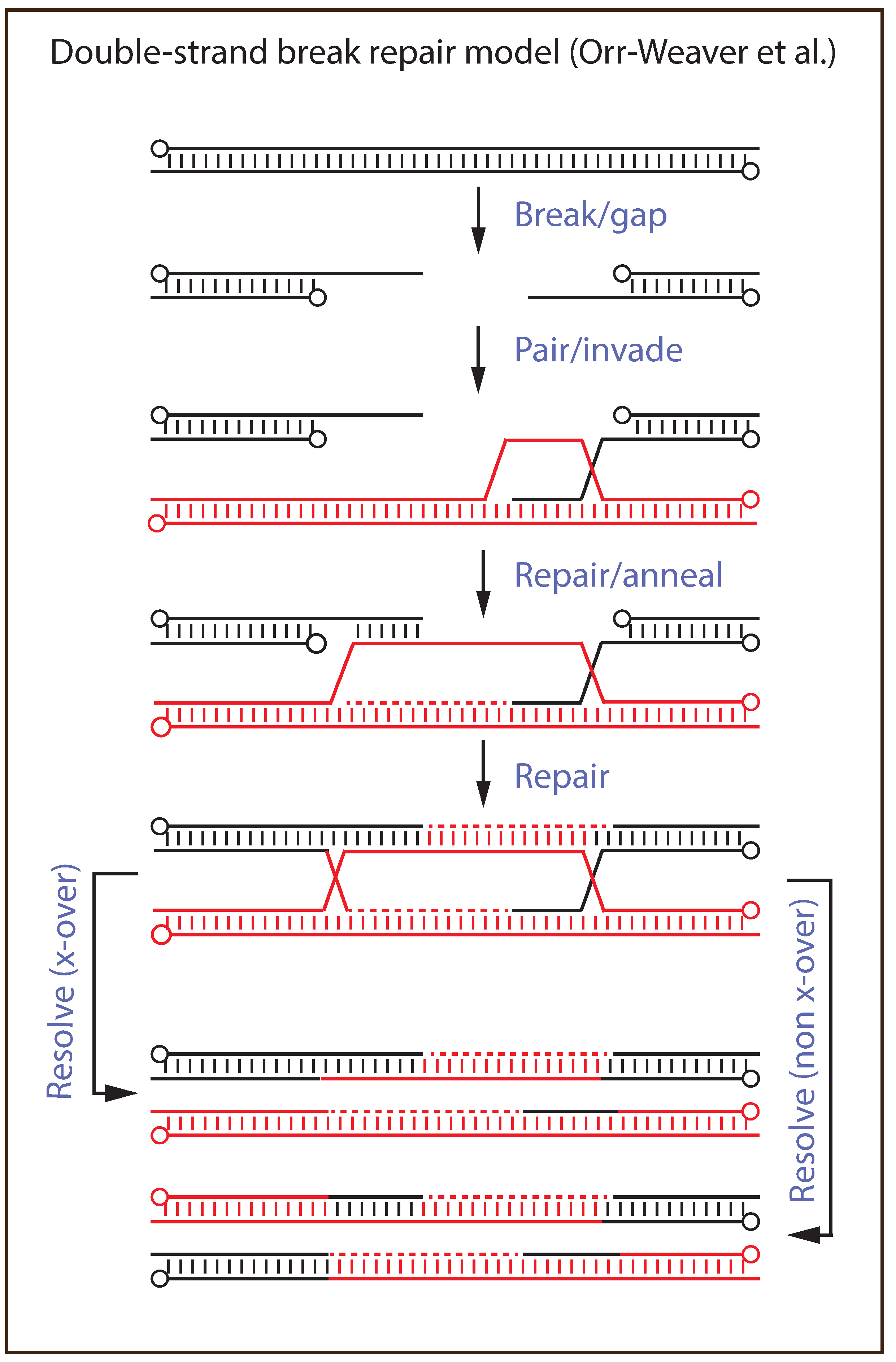 Pathogens 11 00896 g001 Pathogens 11 00896 g001