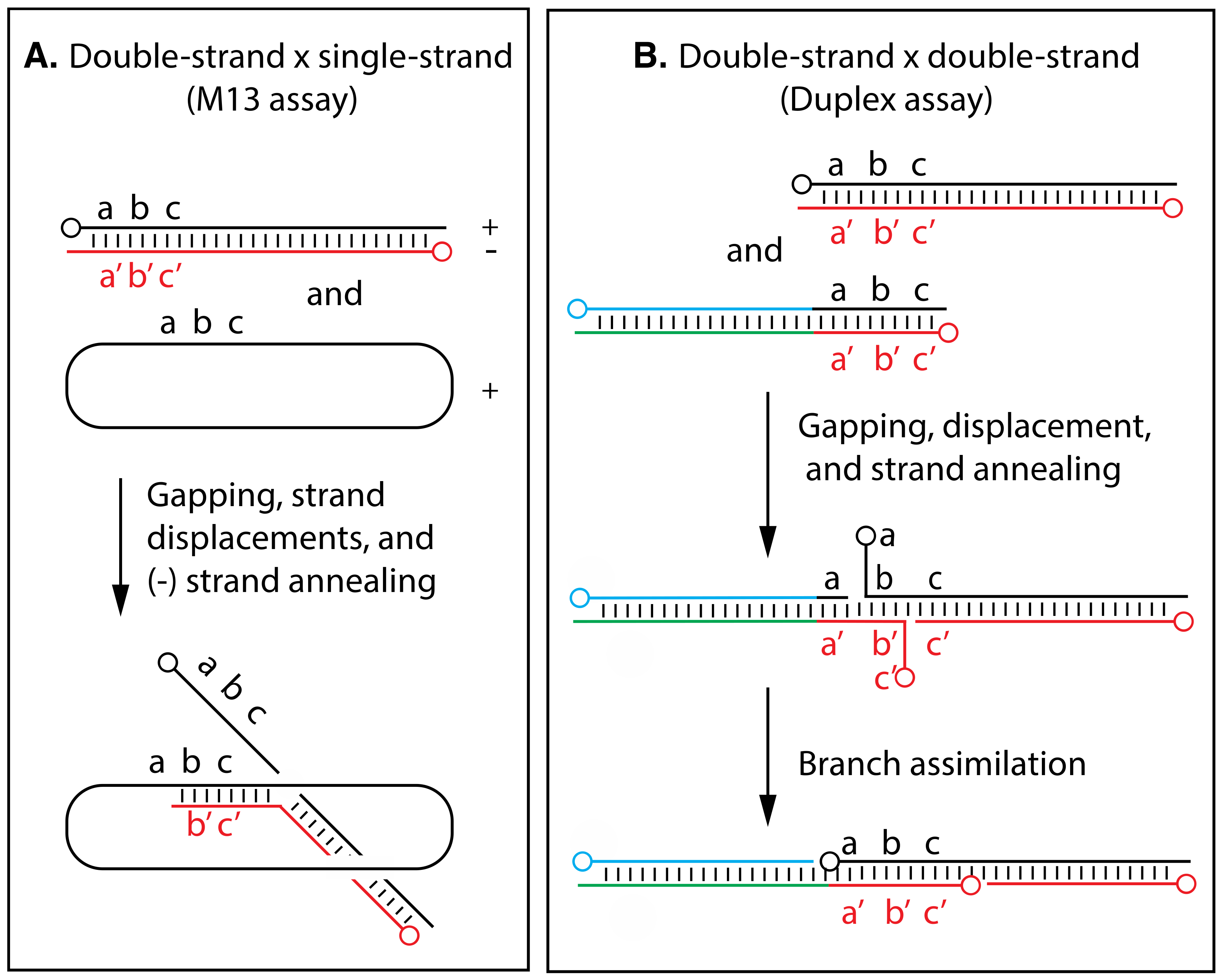 Pathogens 11 00896 g003 Pathogens 11 00896 g003