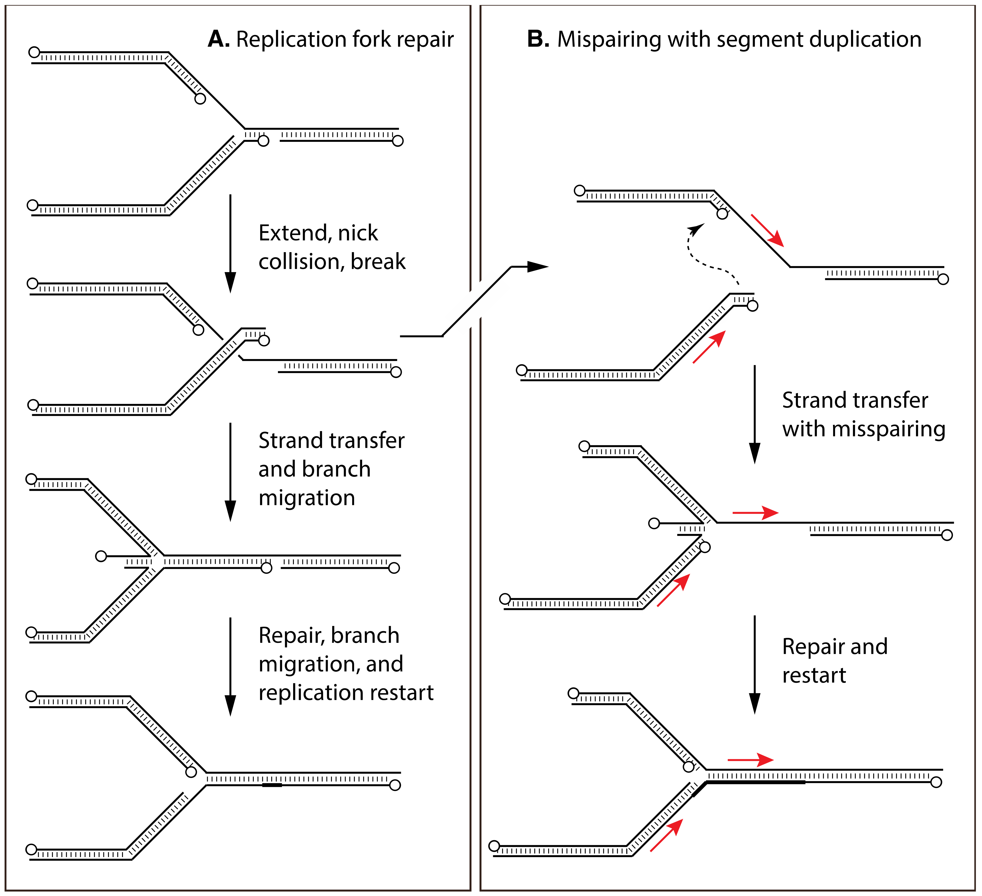 Pathogens 11 00896 g004 Pathogens 11 00896 g004