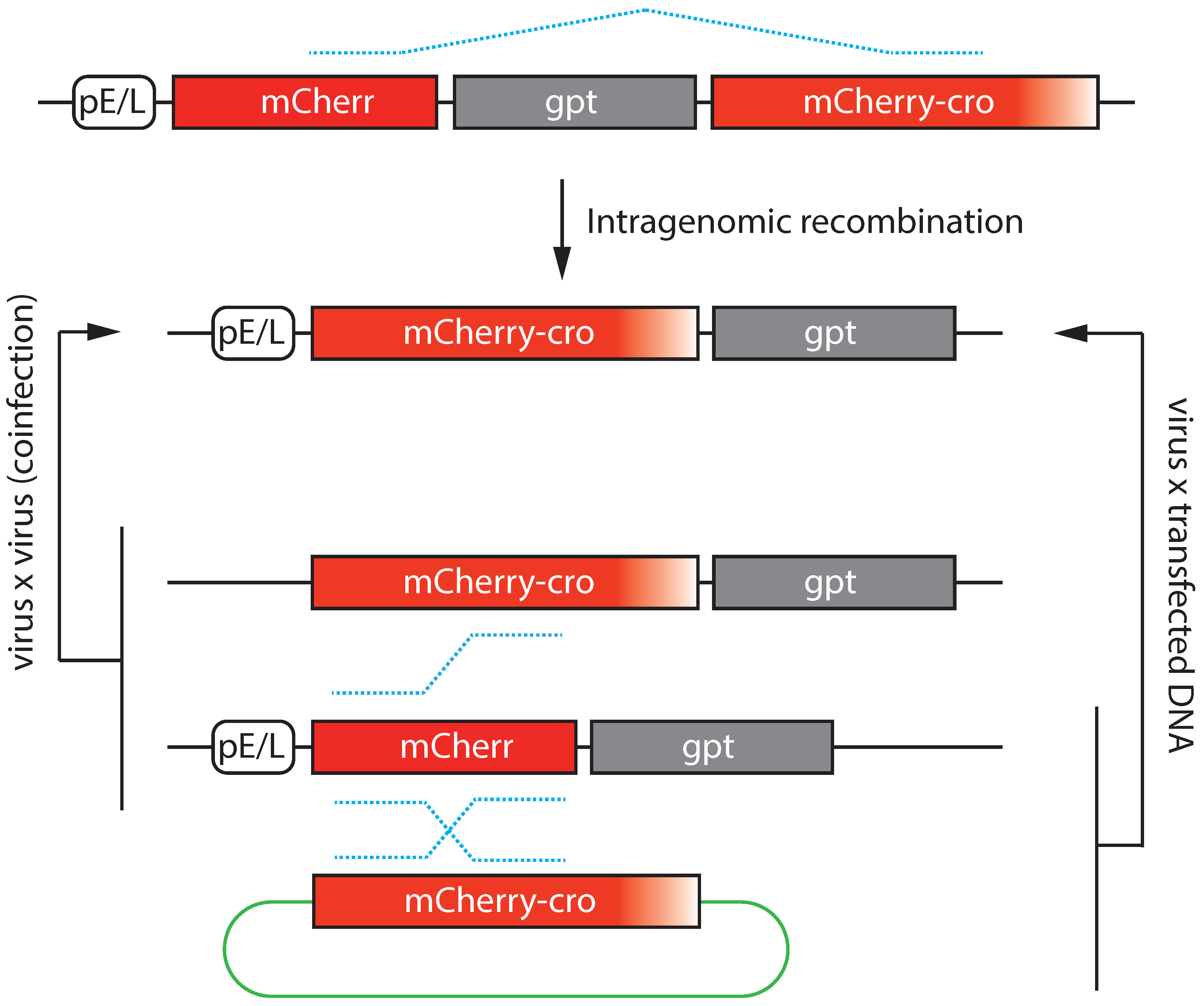 Pathogens 11 00896 g006 Pathogens 11 00896 g006
