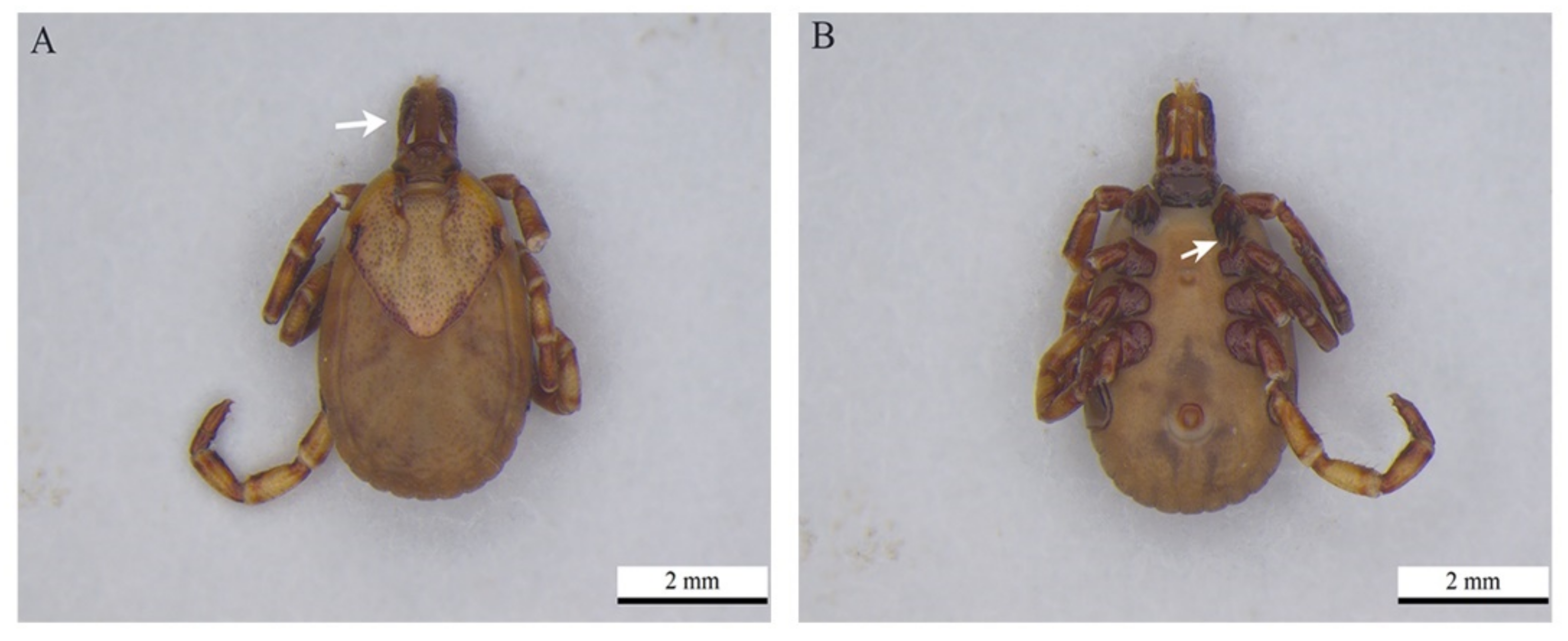 Pathogens 11 00900 g003 550