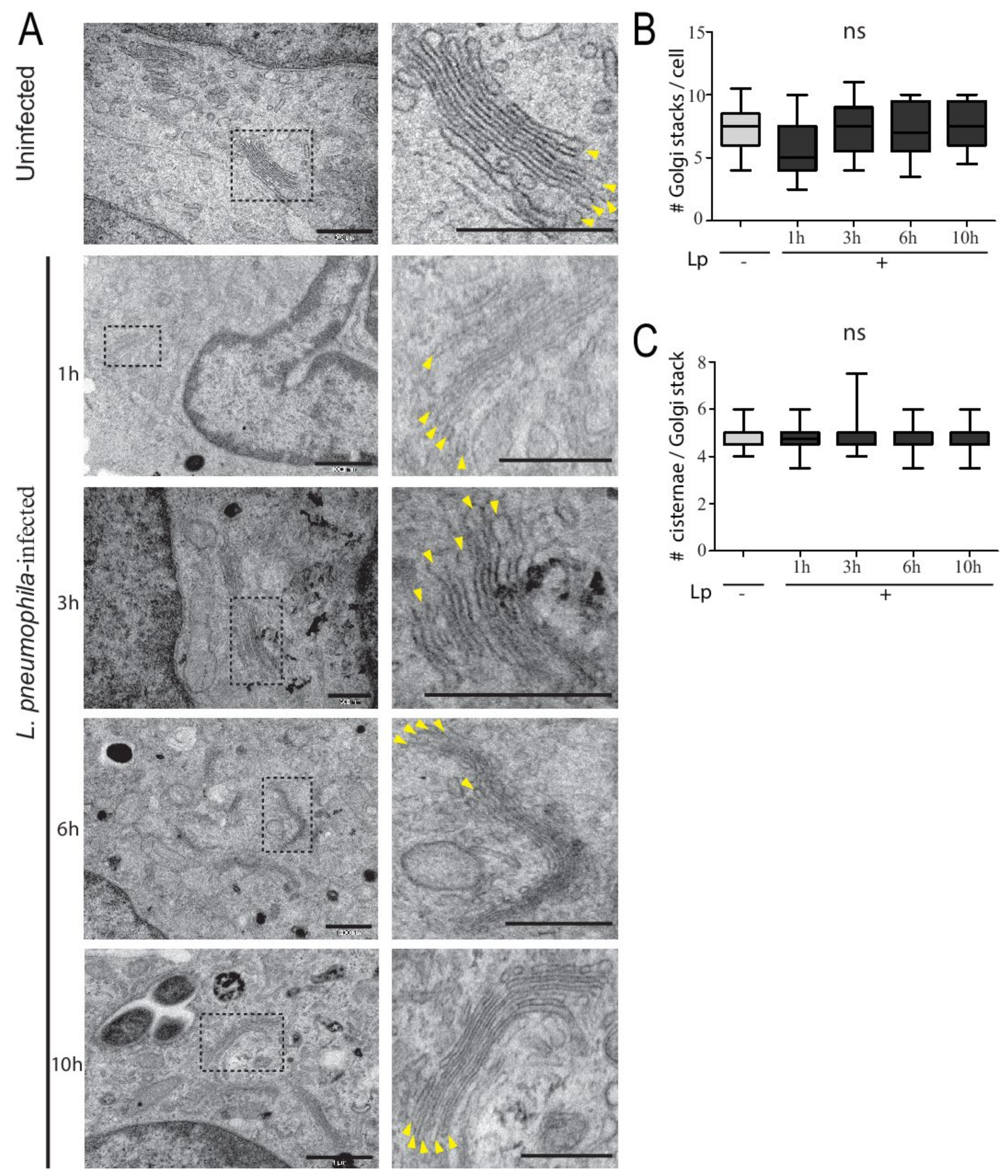Pathogens 11 00908 g002 Pathogens 11 00908 g002