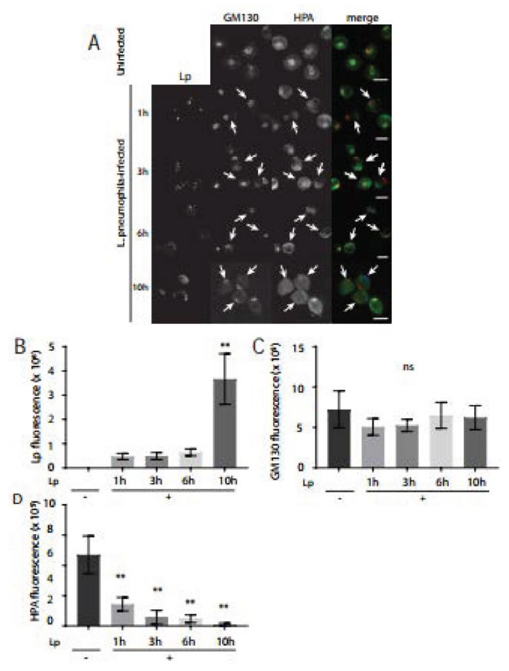 Pathogens 11 00908 g004 Pathogens 11 00908 g004