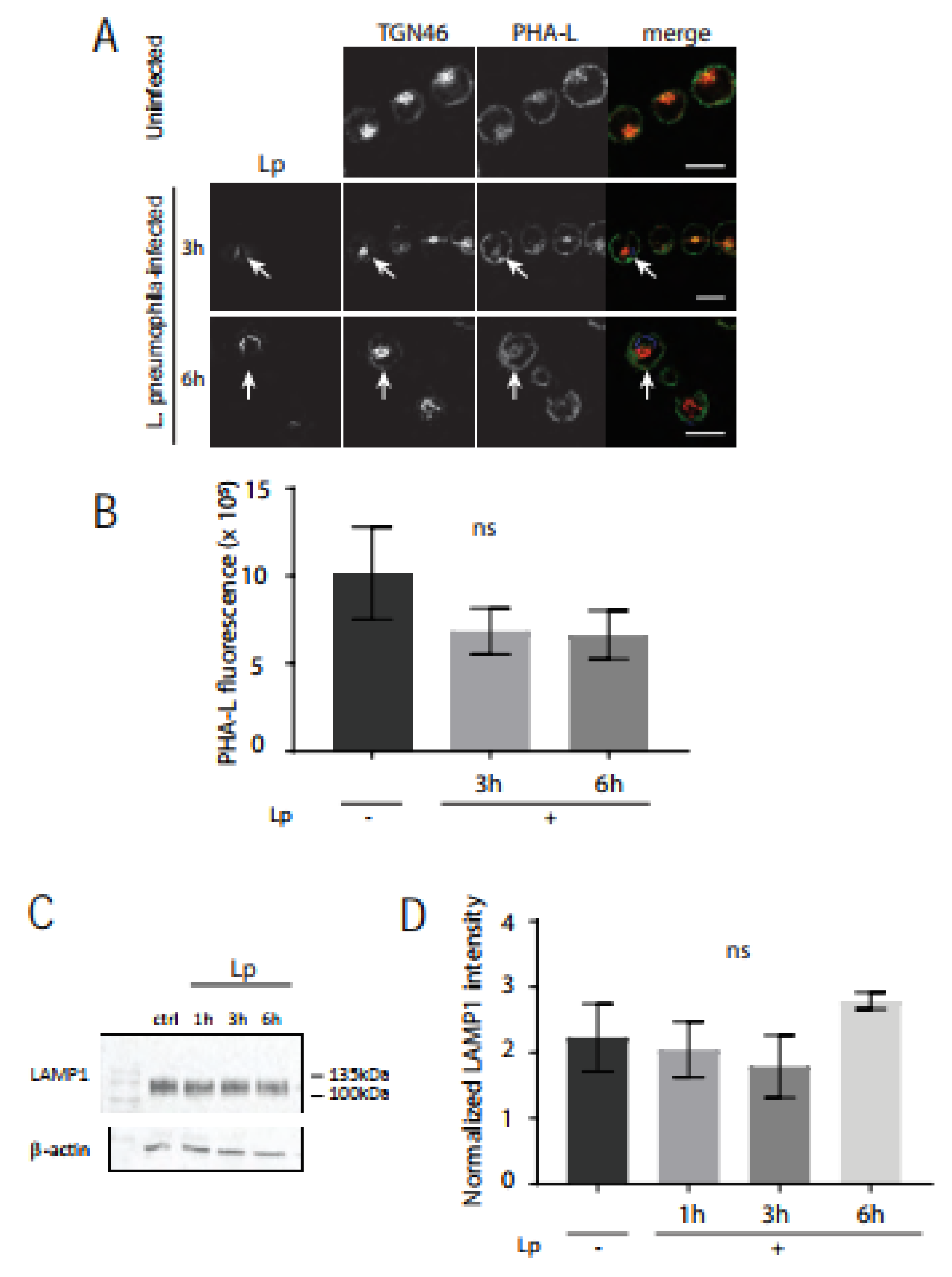 Pathogens 11 00908 g005 Pathogens 11 00908 g005