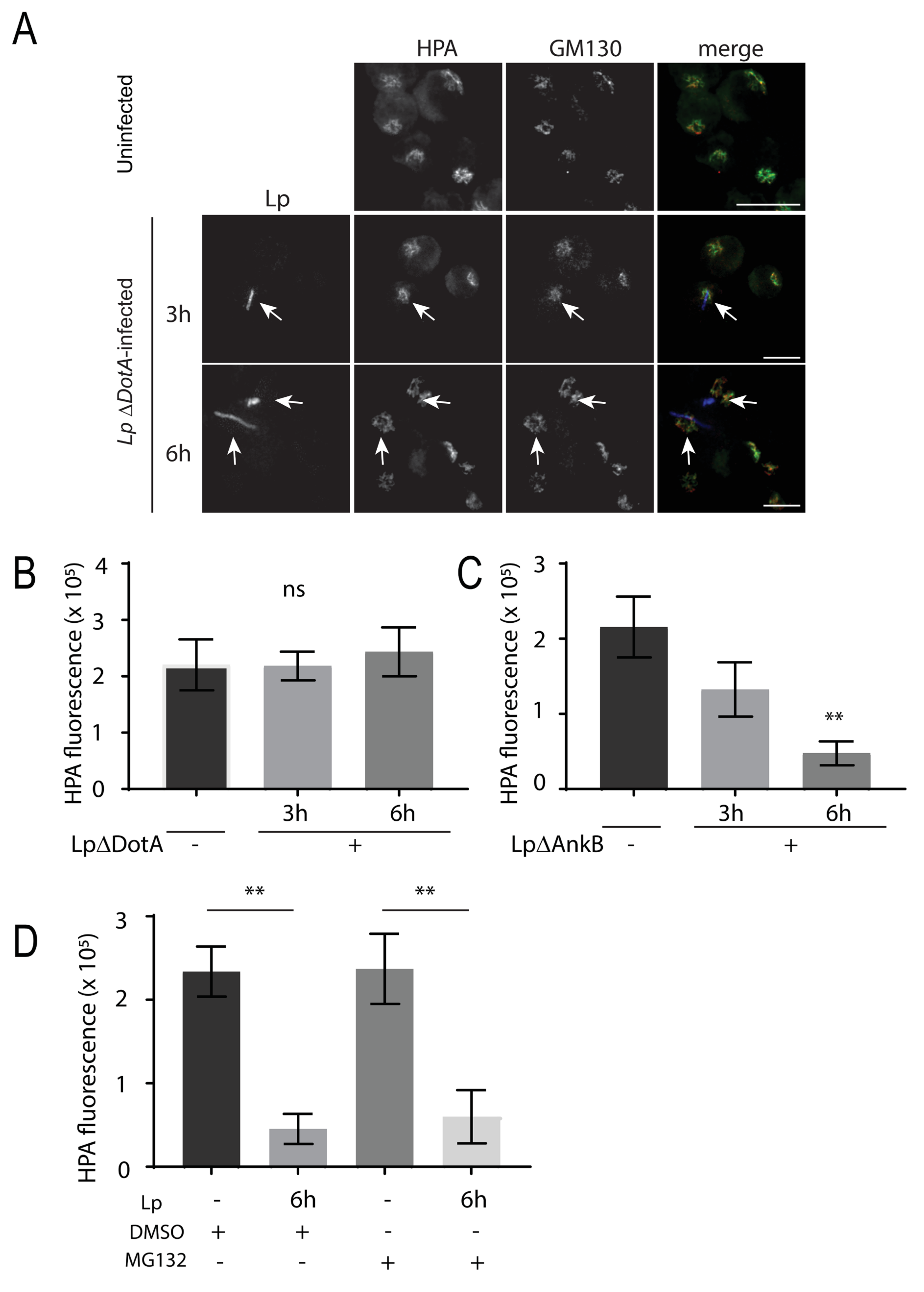 Pathogens 11 00908 g007 Pathogens 11 00908 g007